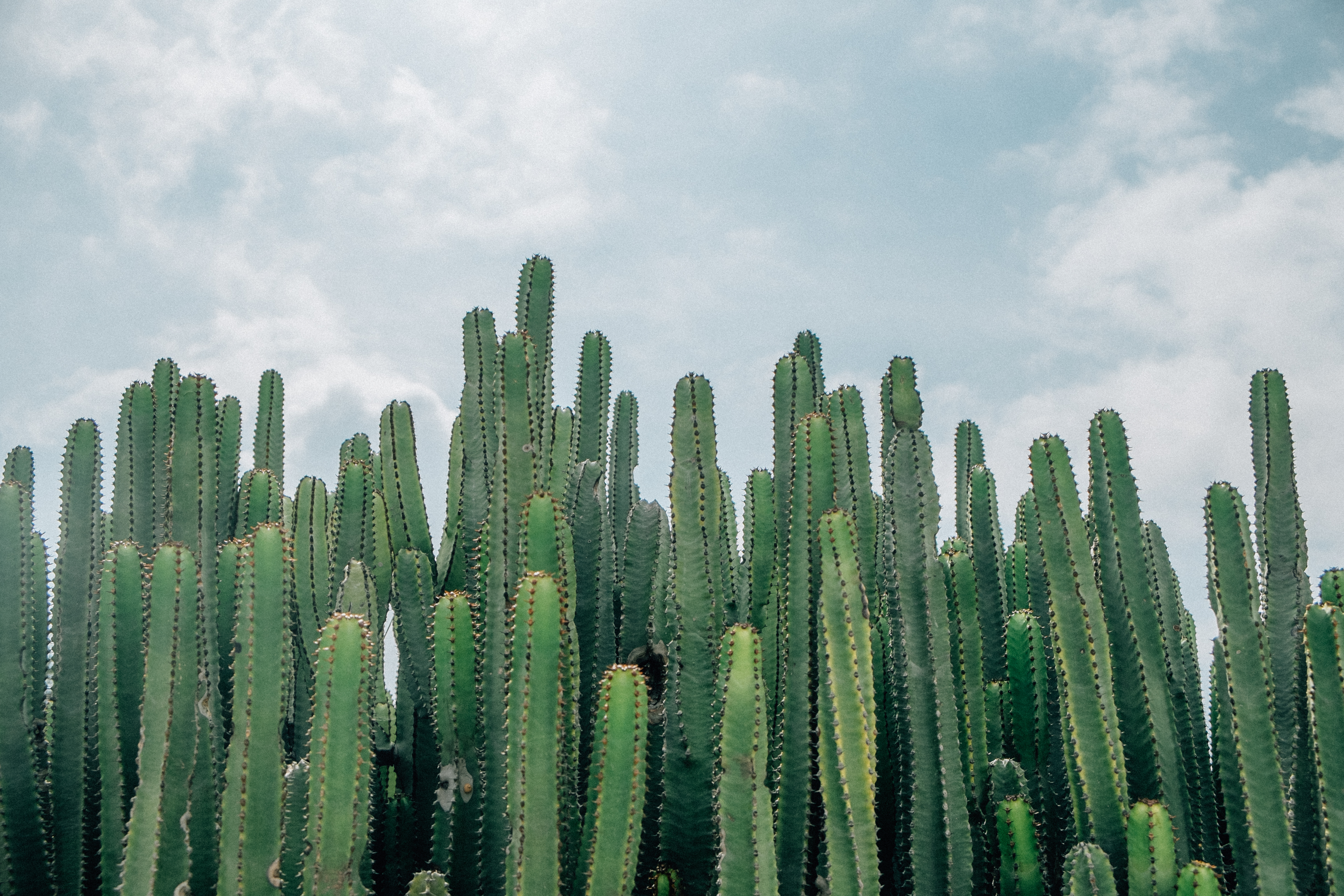 Cactus Desktop Wallpapers