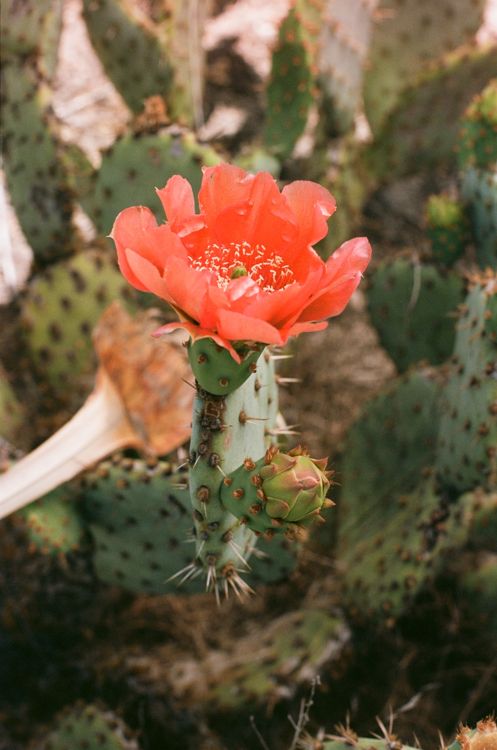 Cactus Flower Wallpapers