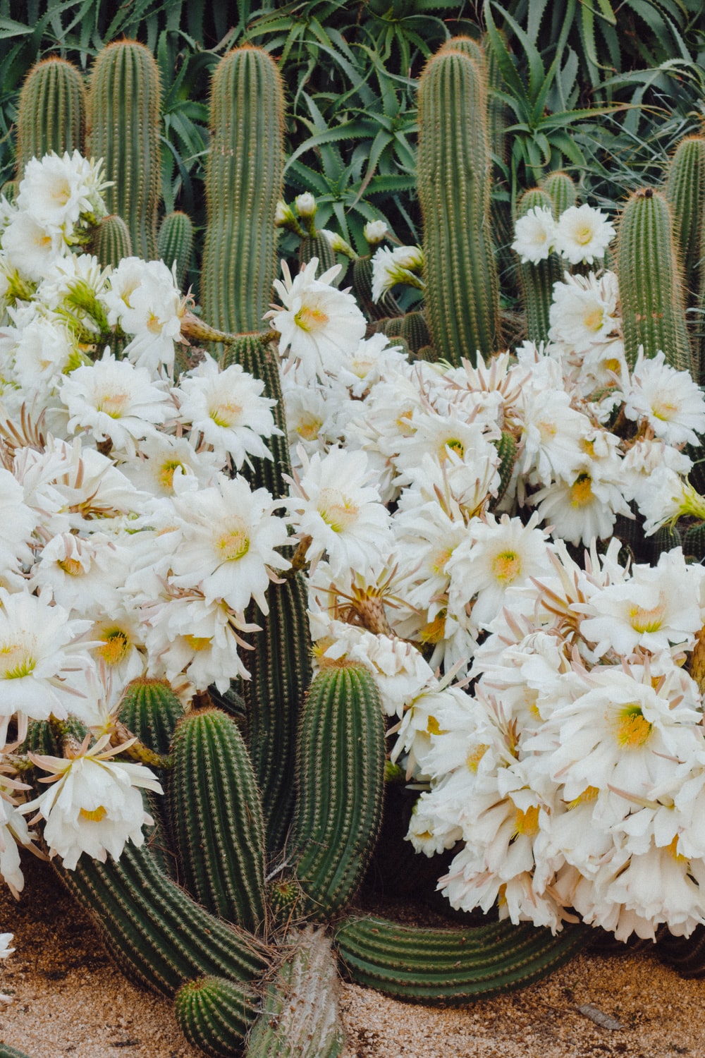 Cactus Flower Wallpapers