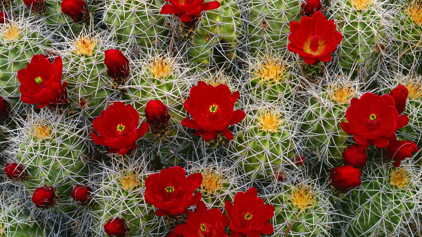 Cactus Flower Wallpapers