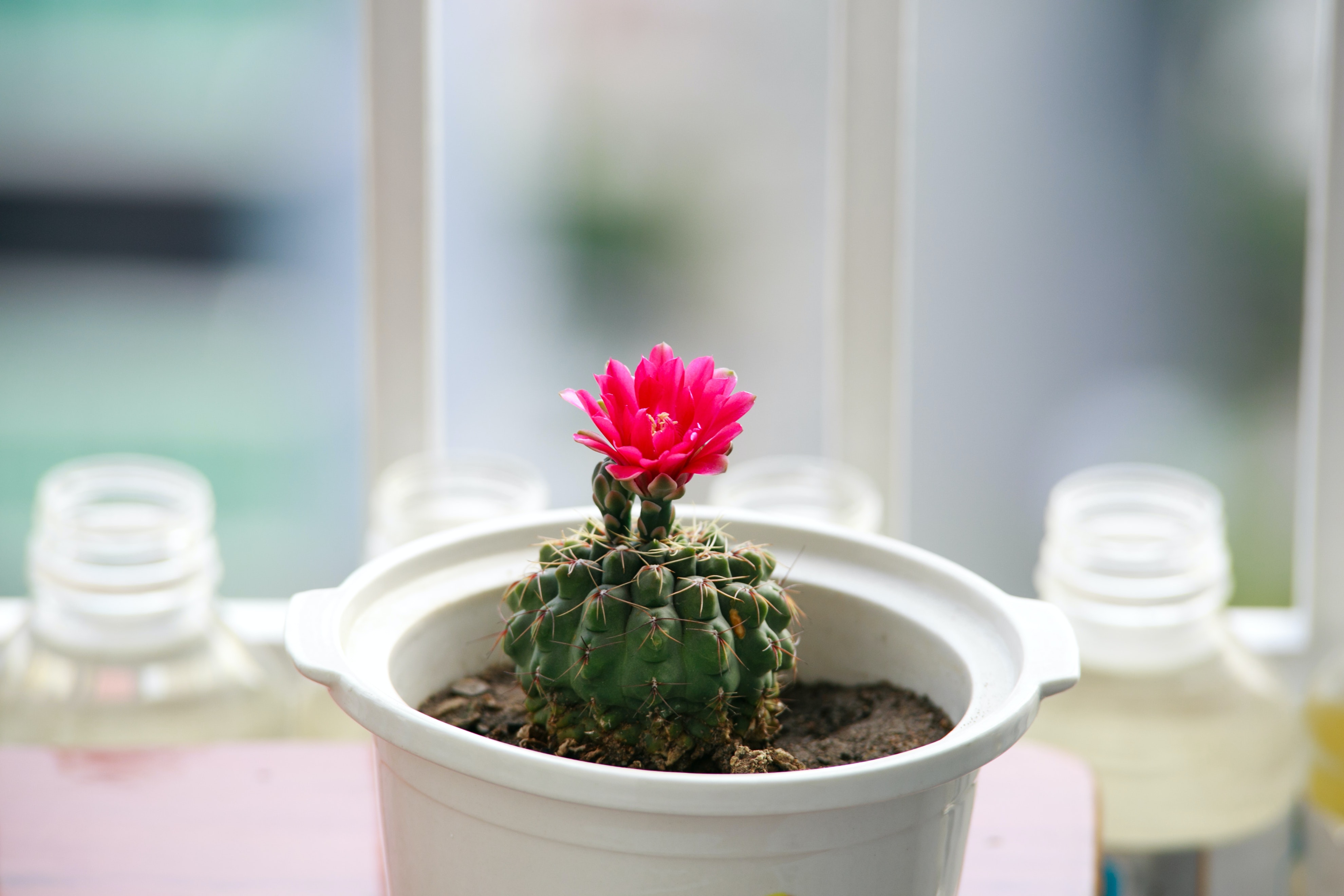 Cactus Flower Wallpapers