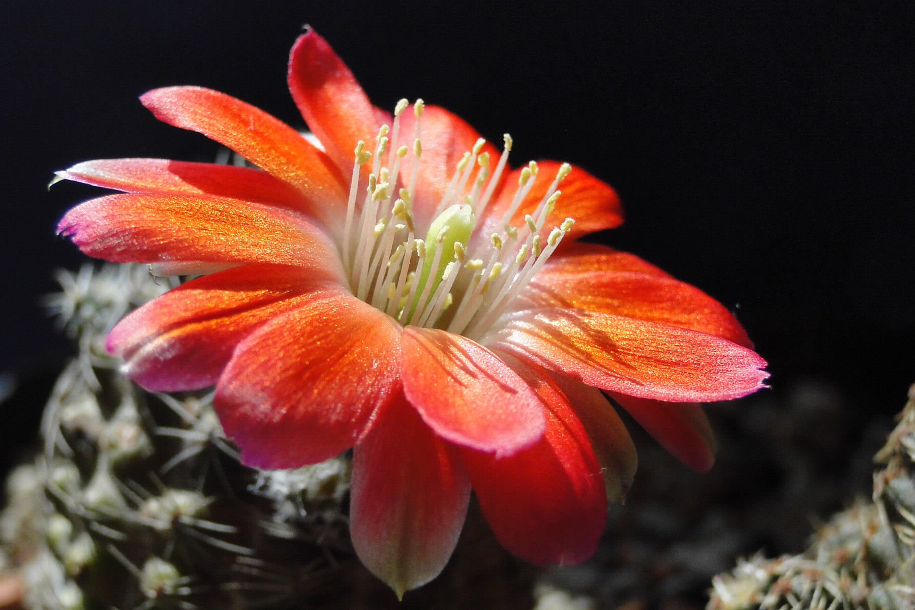 Cactus Flower Wallpapers