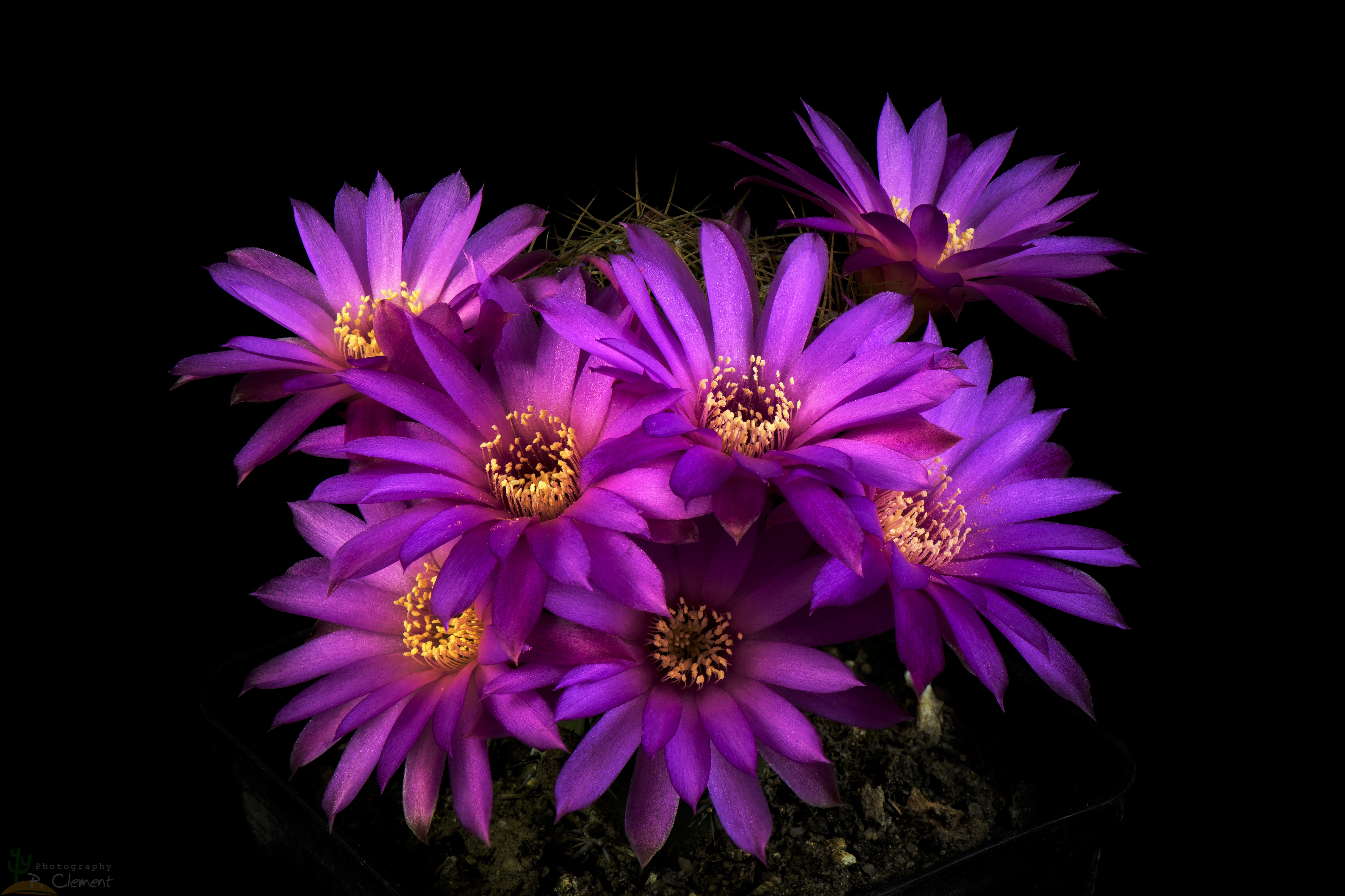 Cactus Flower Wallpapers