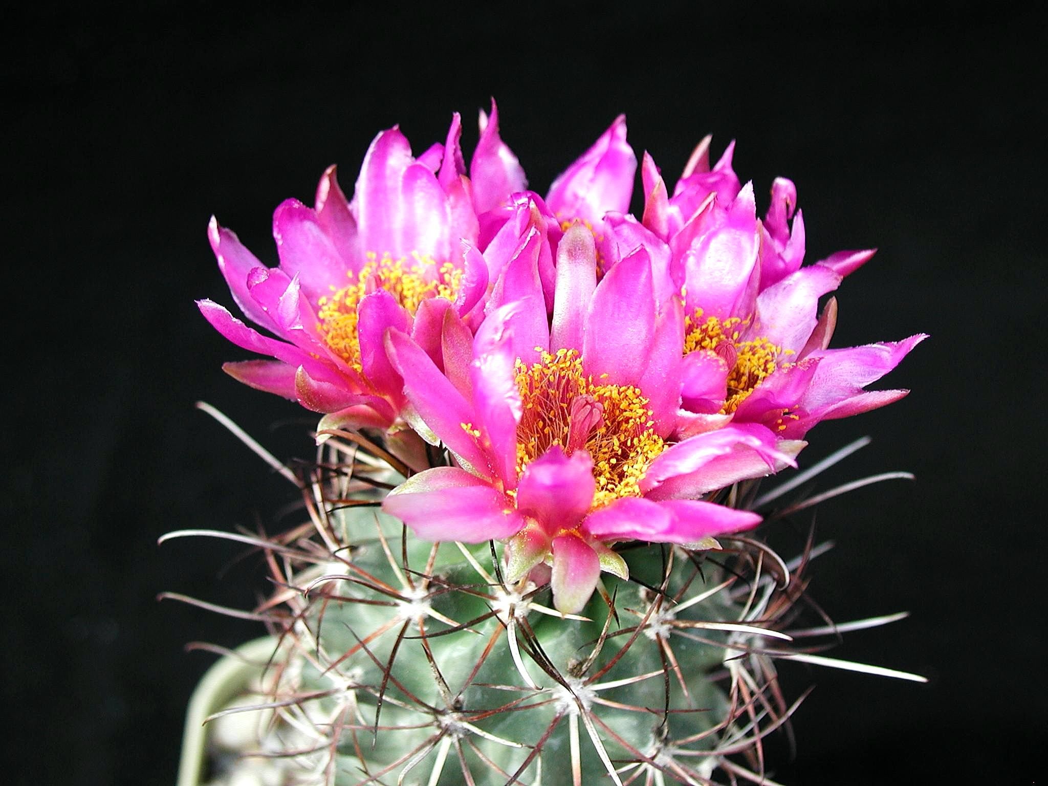 Cactus Flower Wallpapers