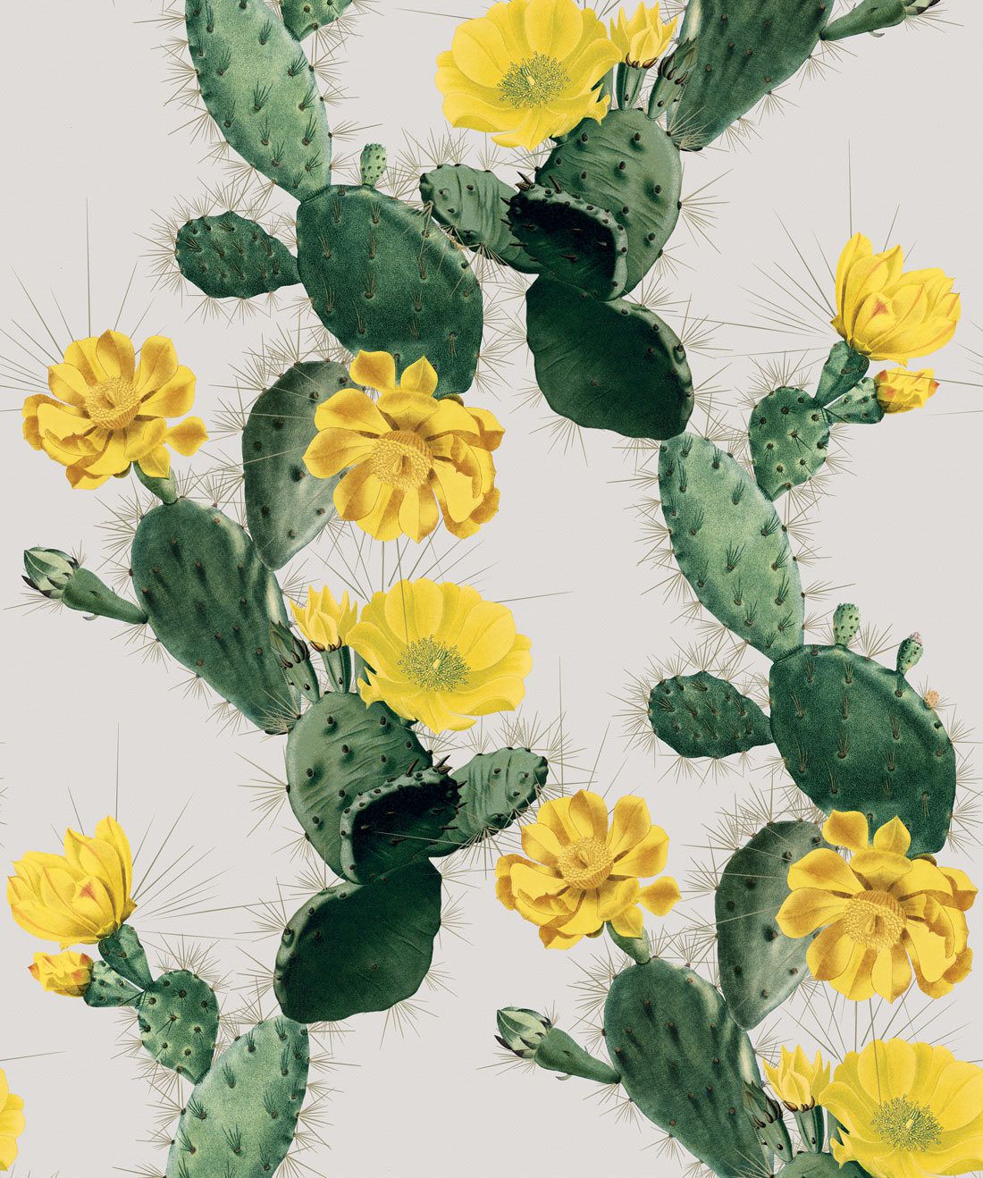 Cactus Flower Wallpapers