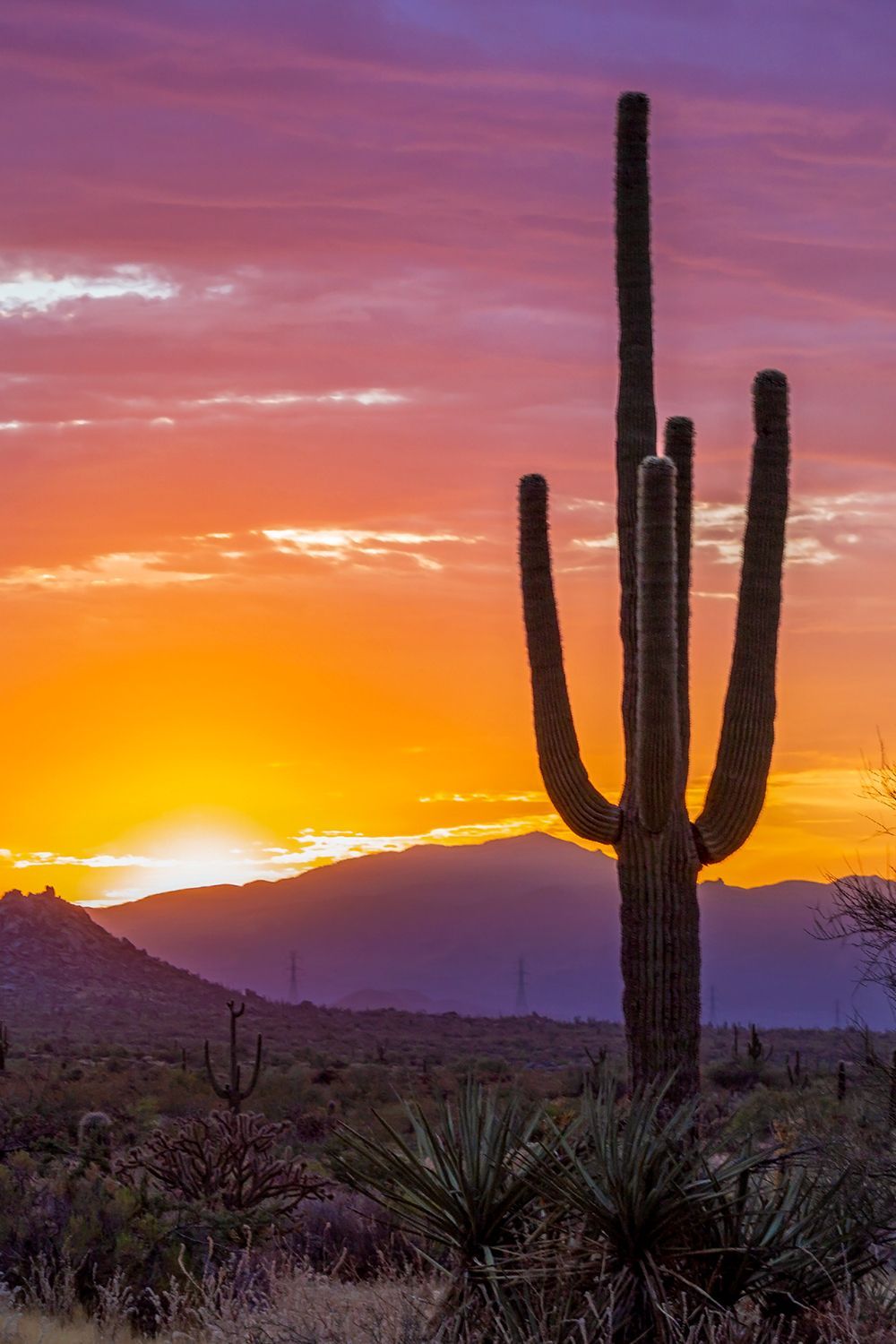 Cactus Sunset Wallpapers