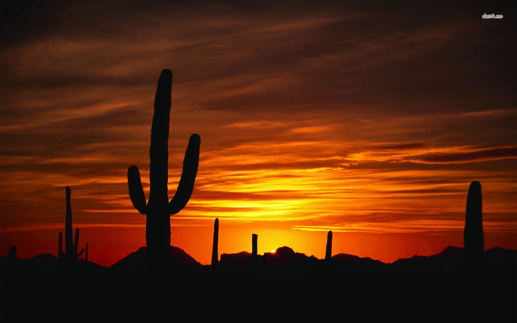 Cactus Sunset Wallpapers