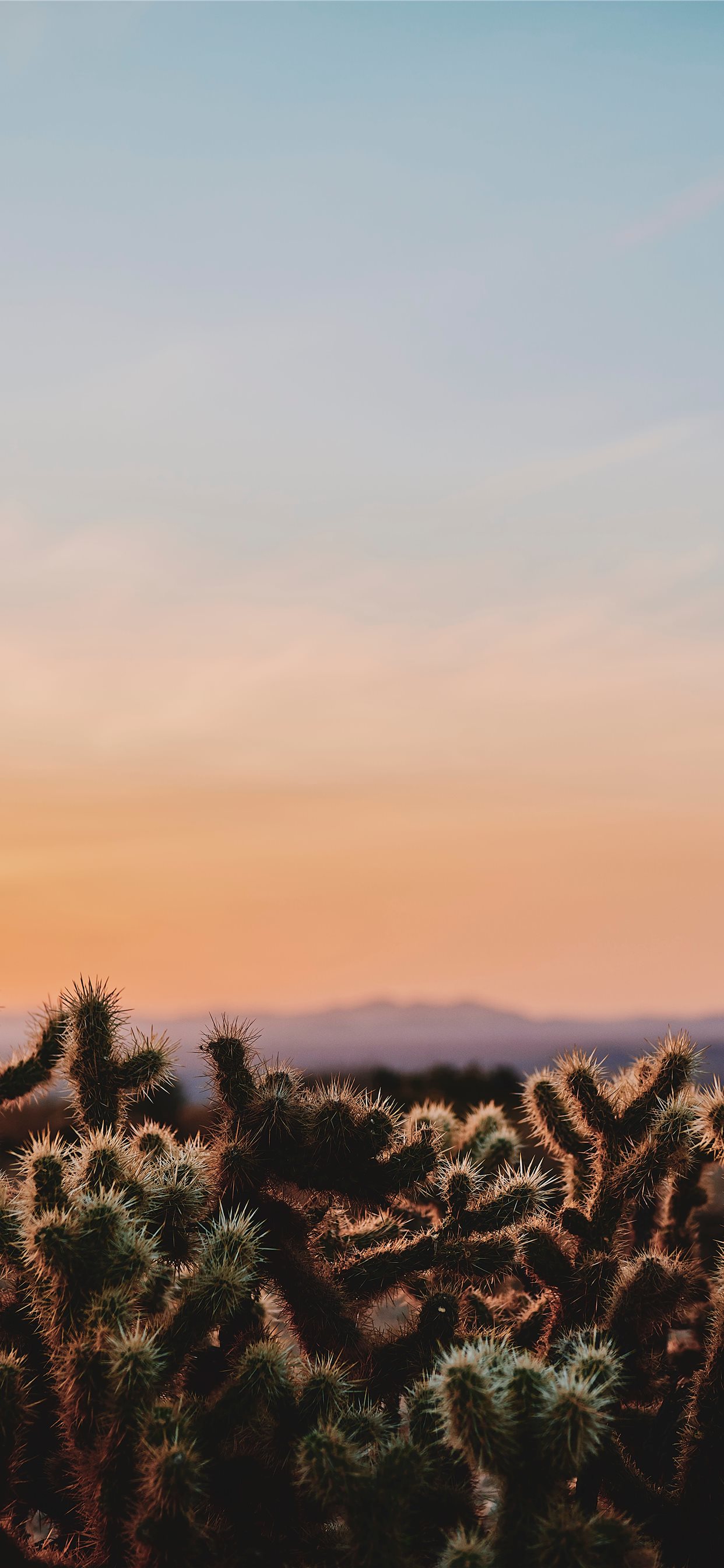 Cactus Sunset Wallpapers