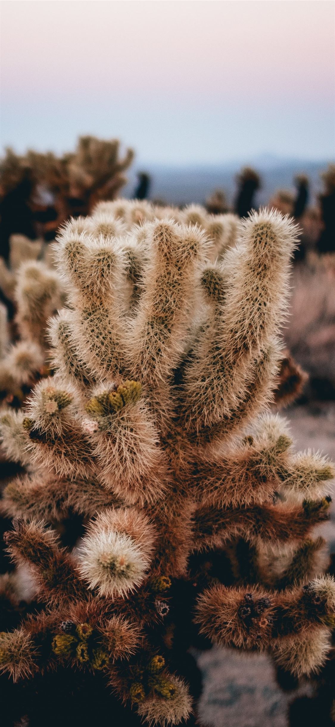 Cactus Iphone Wallpapers