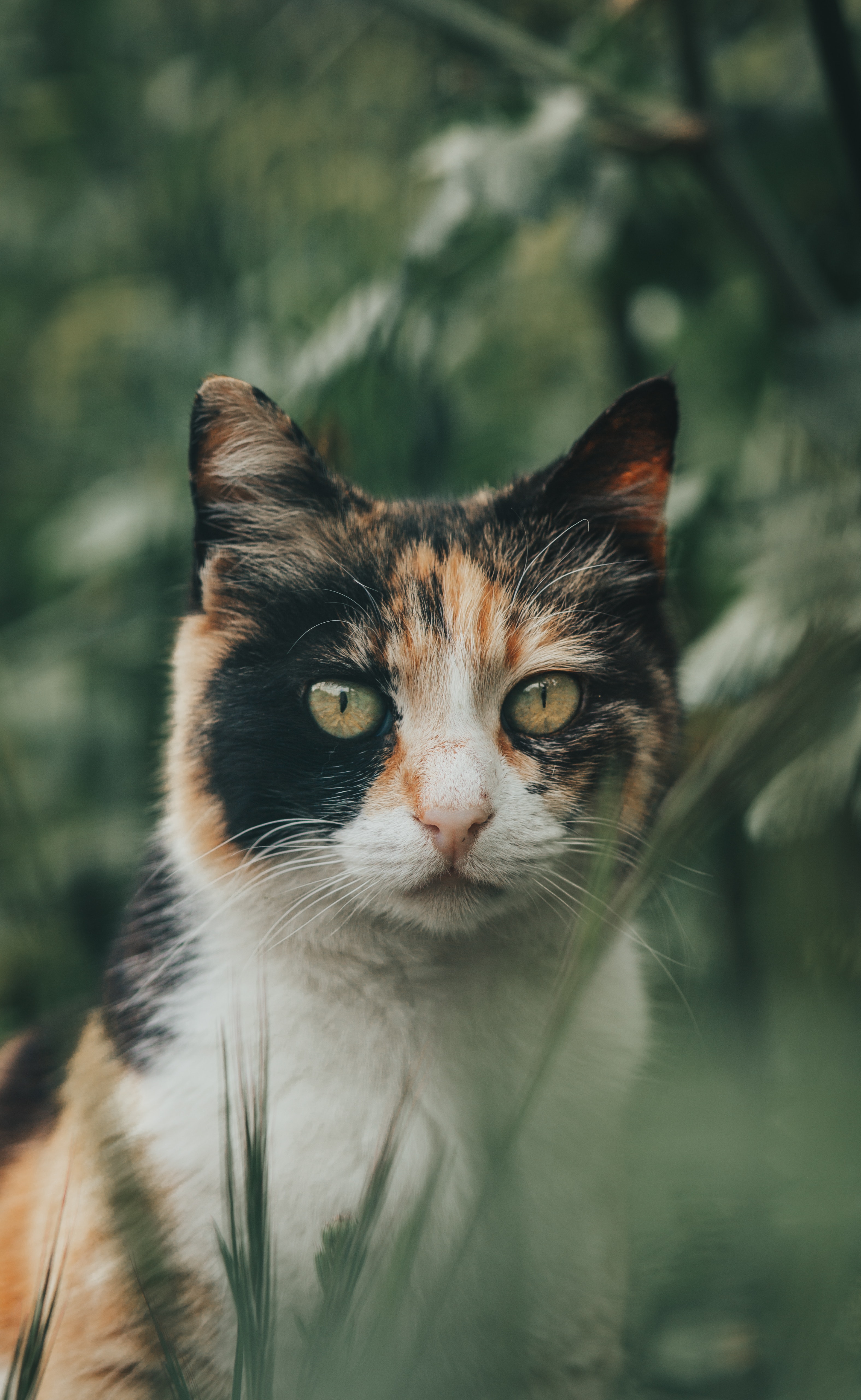 Calico Cat Wallpapers