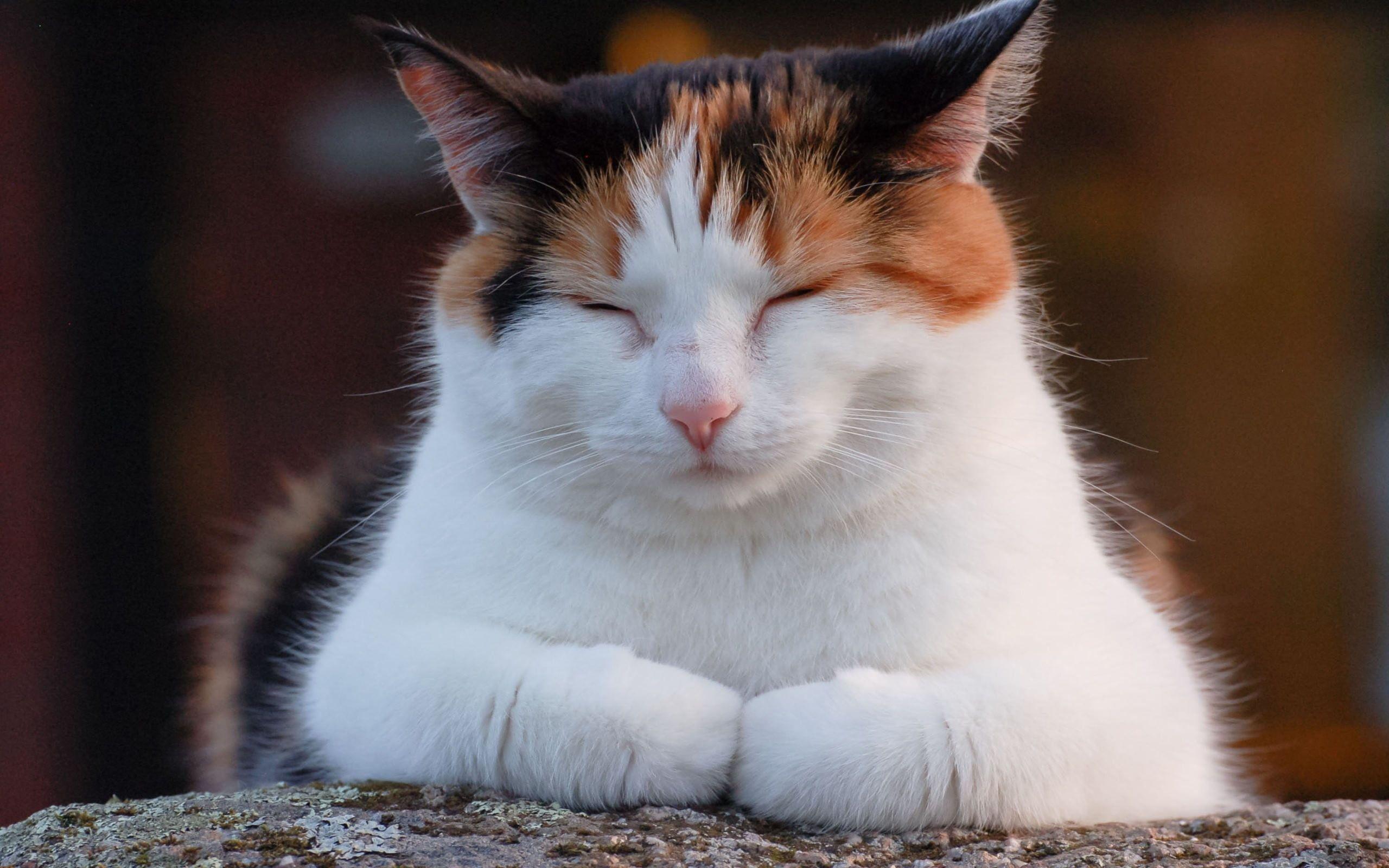 Calico Cat Wallpapers