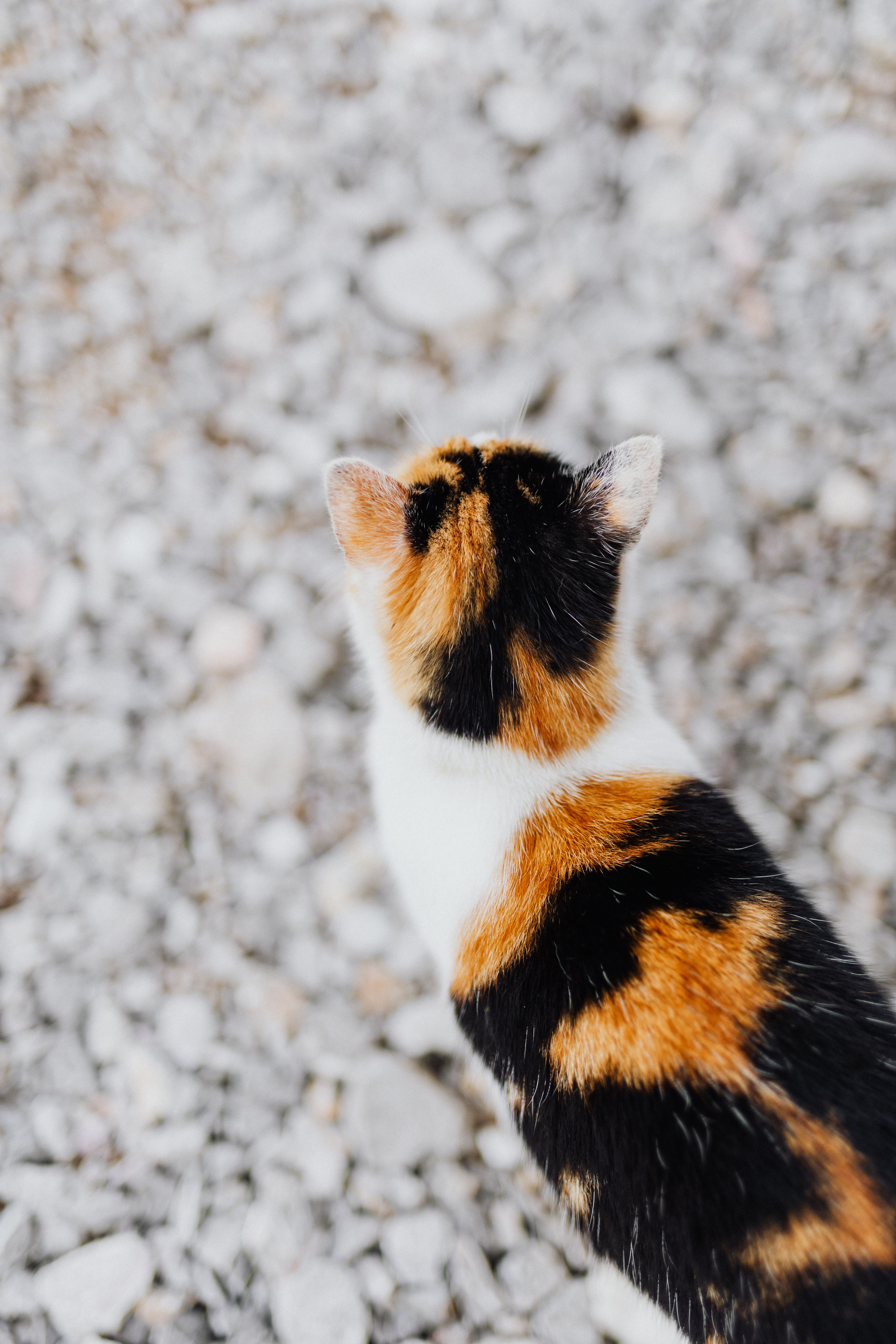 Calico Cat Wallpapers