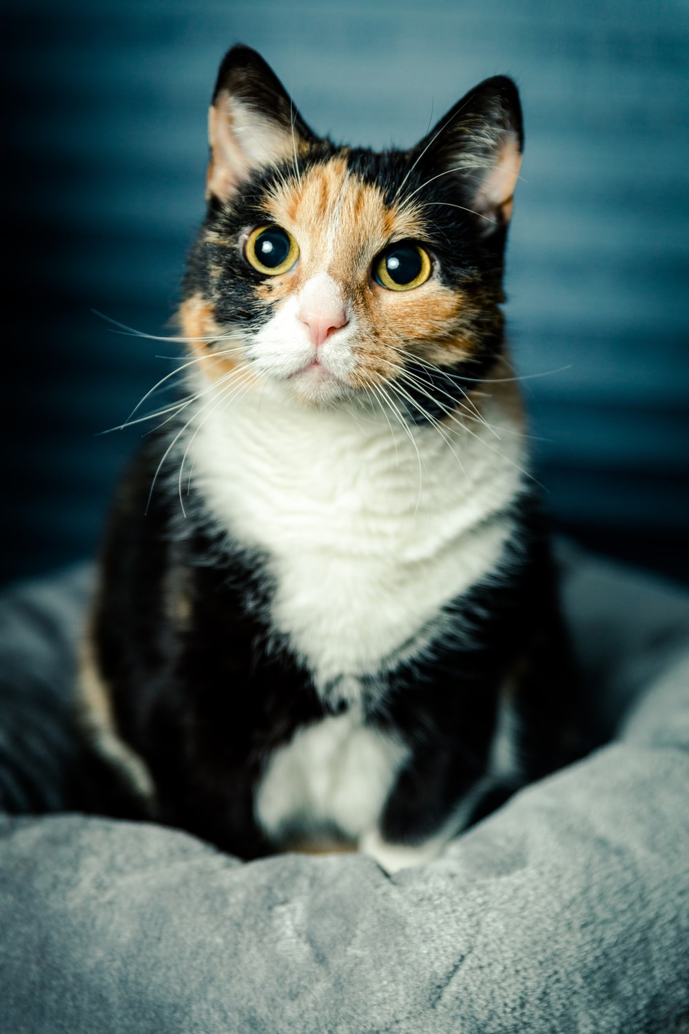 Calico Cat Wallpapers