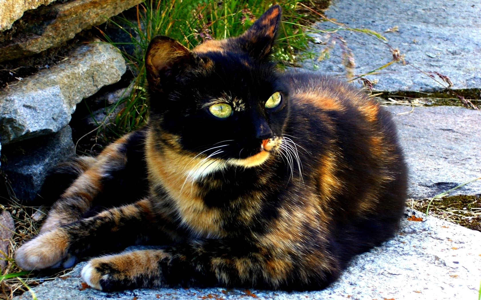 Calico Cat Wallpapers