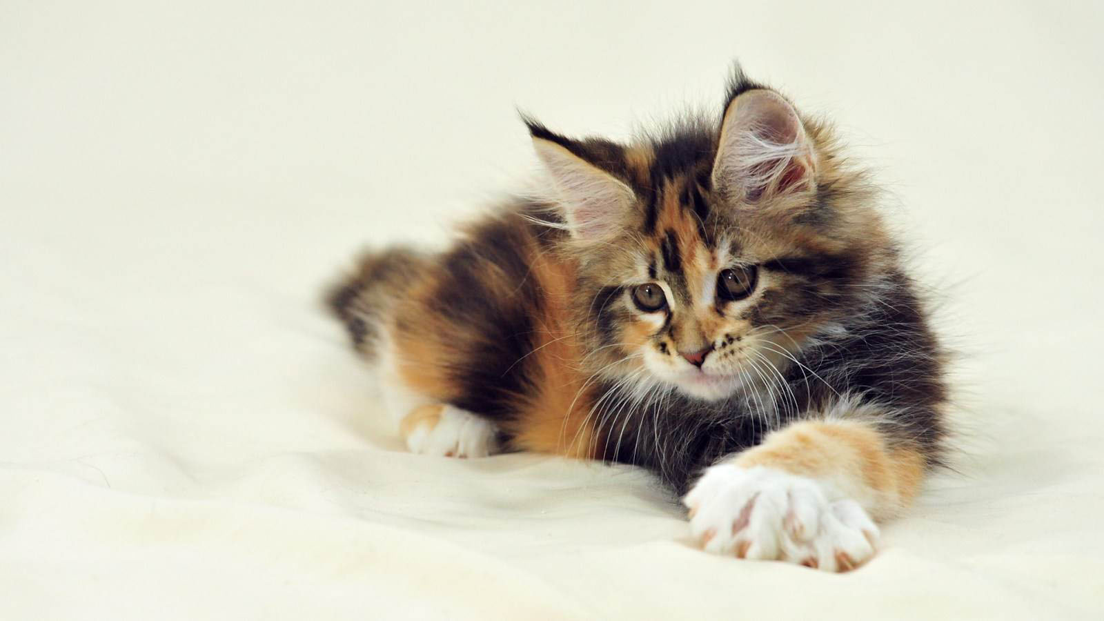 Calico Cat Wallpapers