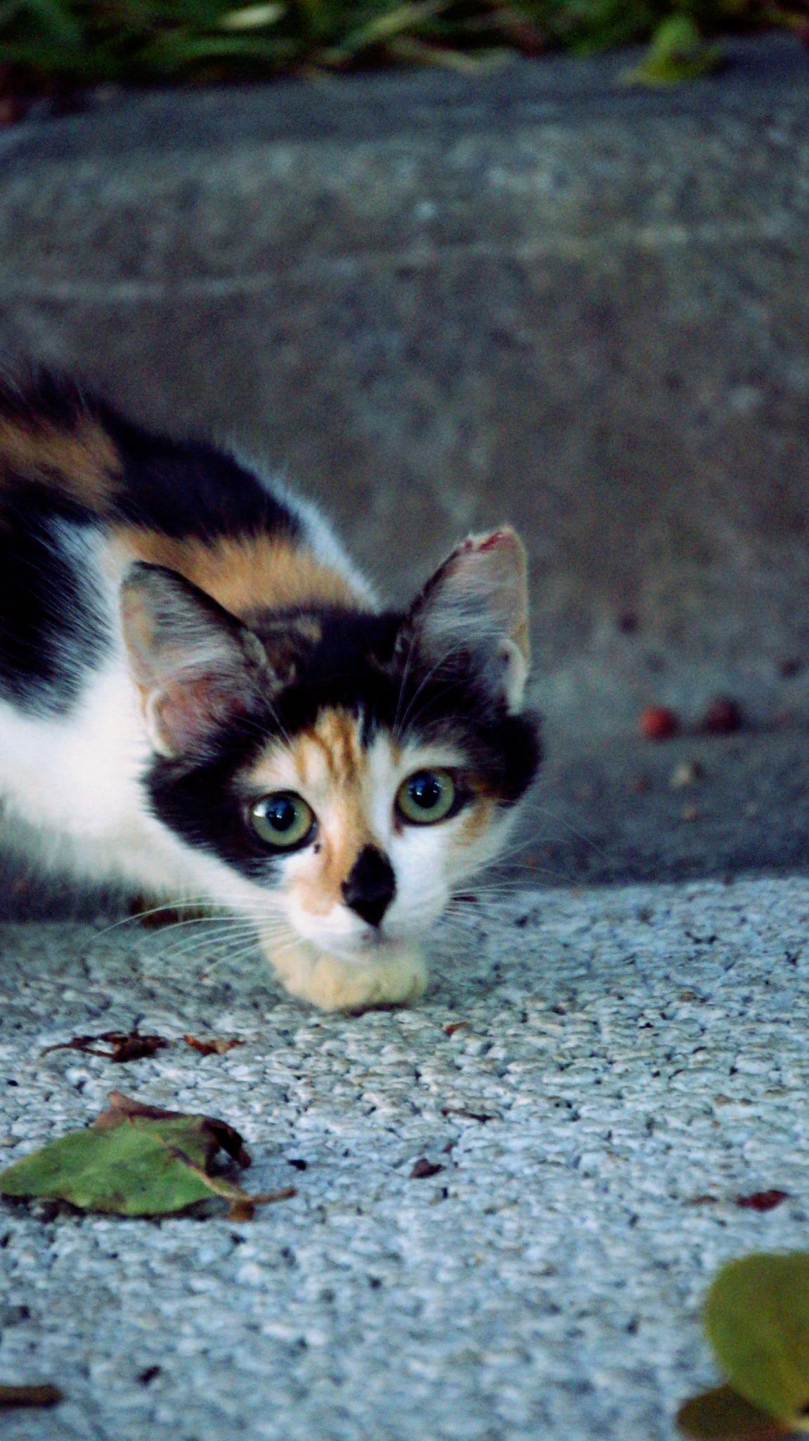 Calico Cat Wallpapers