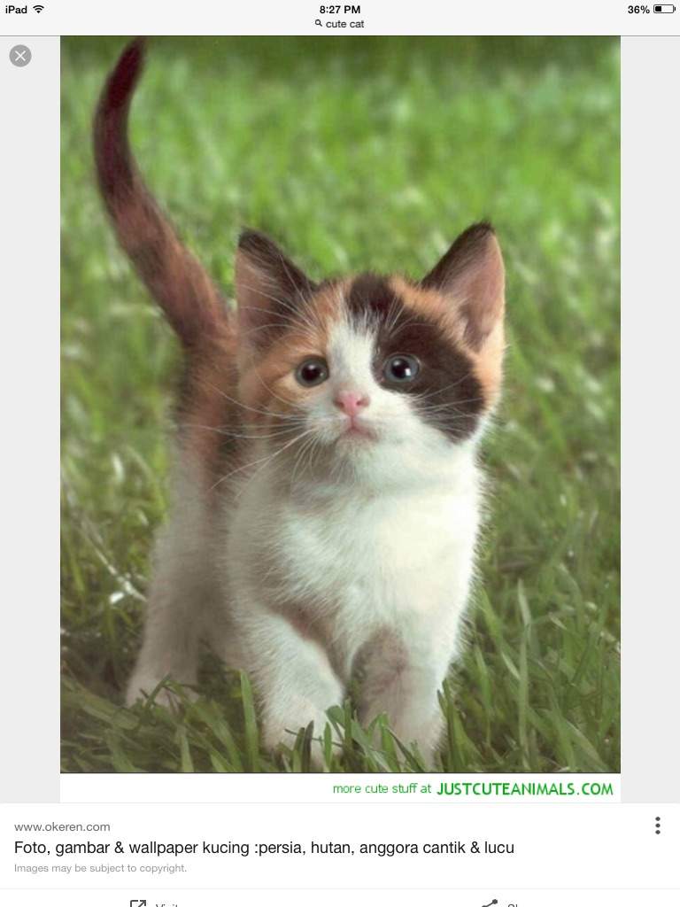 Calico Cat Wallpapers