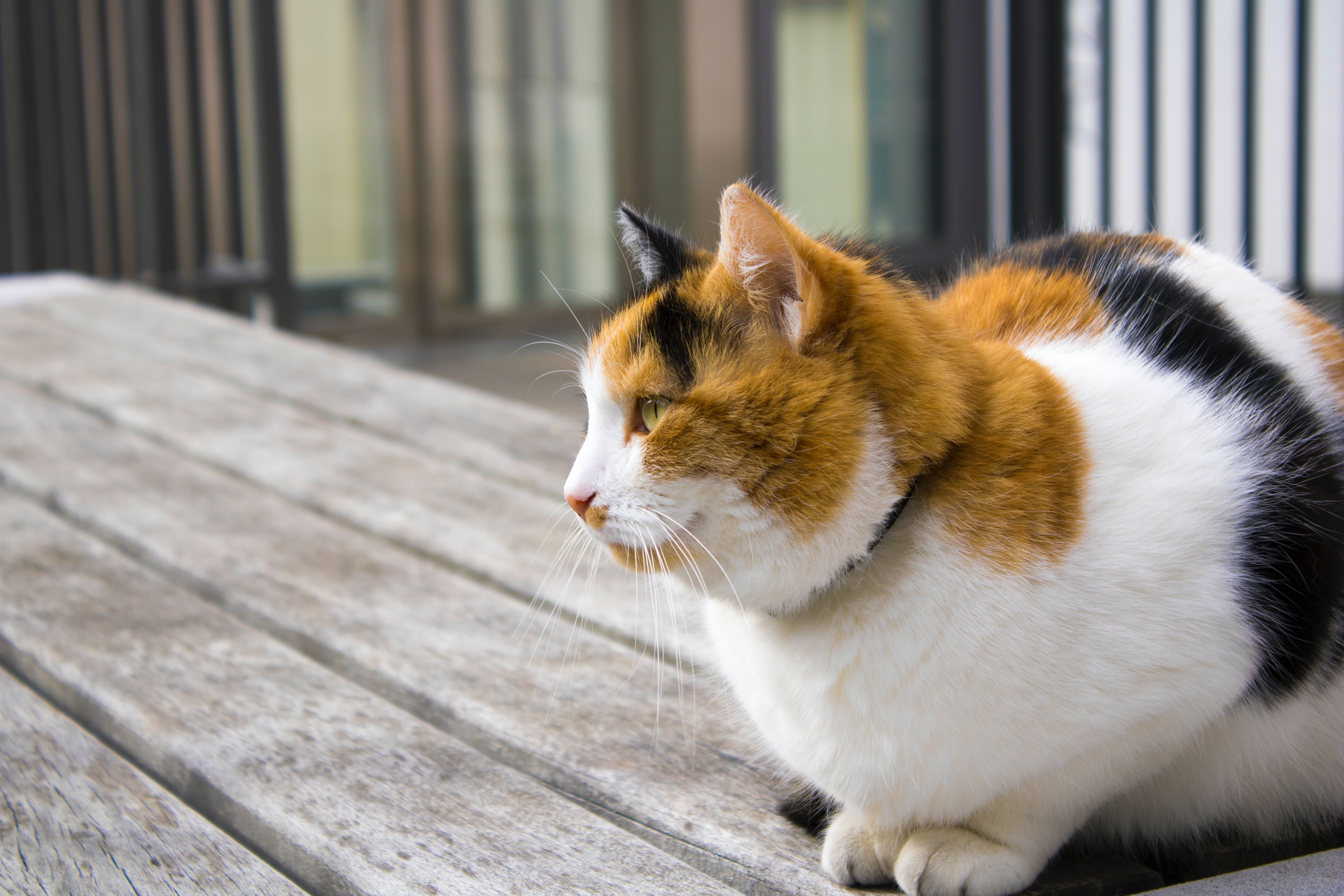 Calico Cat Wallpapers