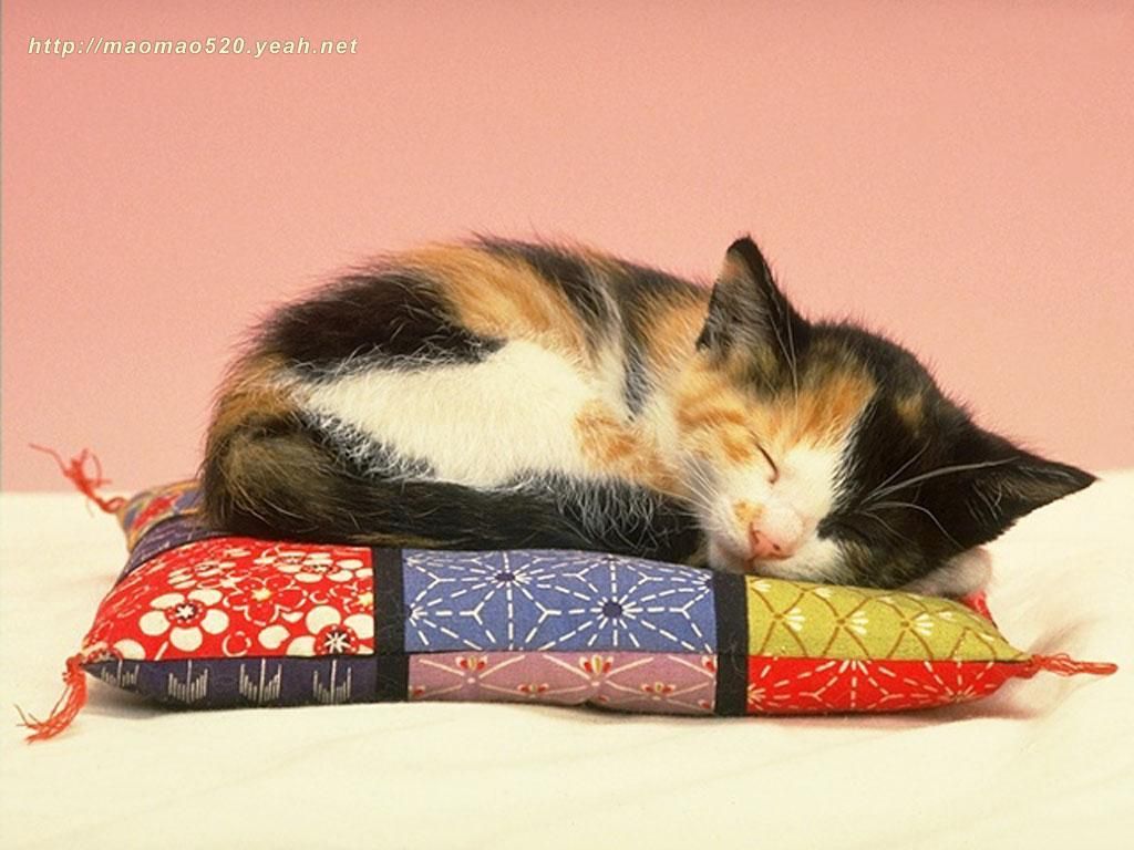 Calico Cat Wallpapers