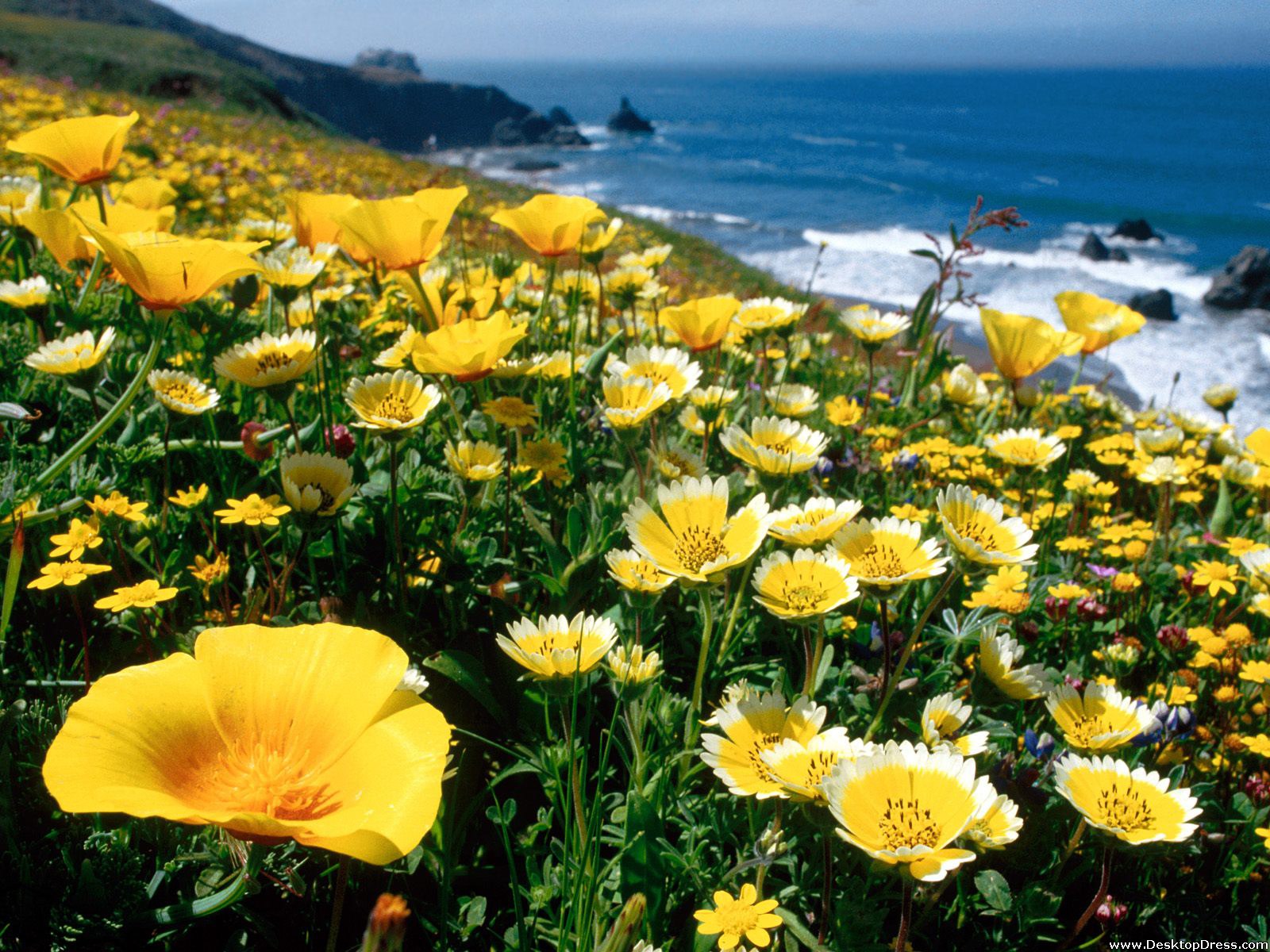 California Coast Wallpapers