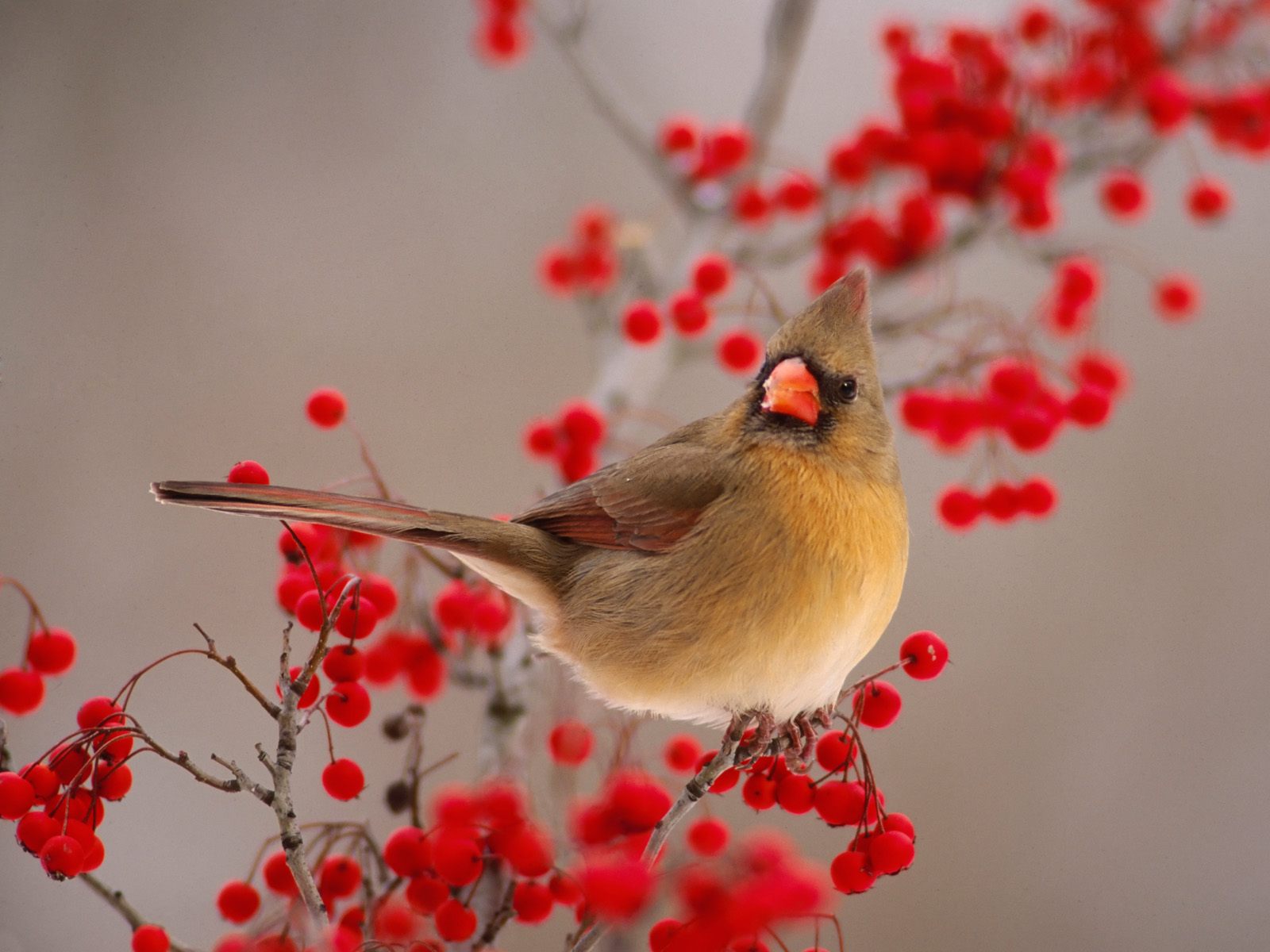 Cardinal Desktop Wallpapers