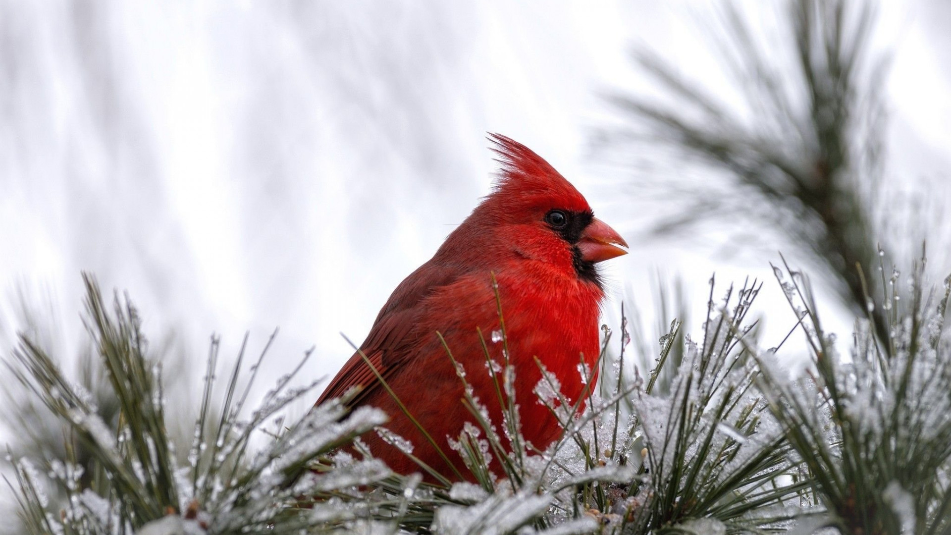 Cardinal Desktop Wallpapers