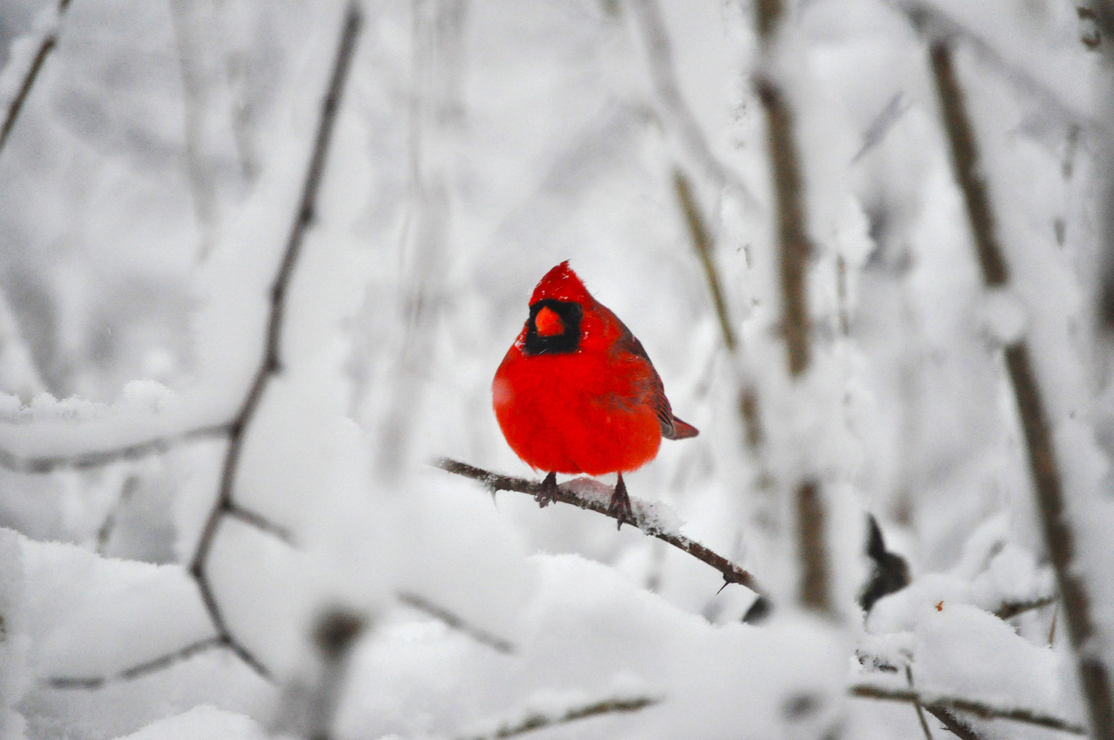 Cardinal In Snow Wallpapers