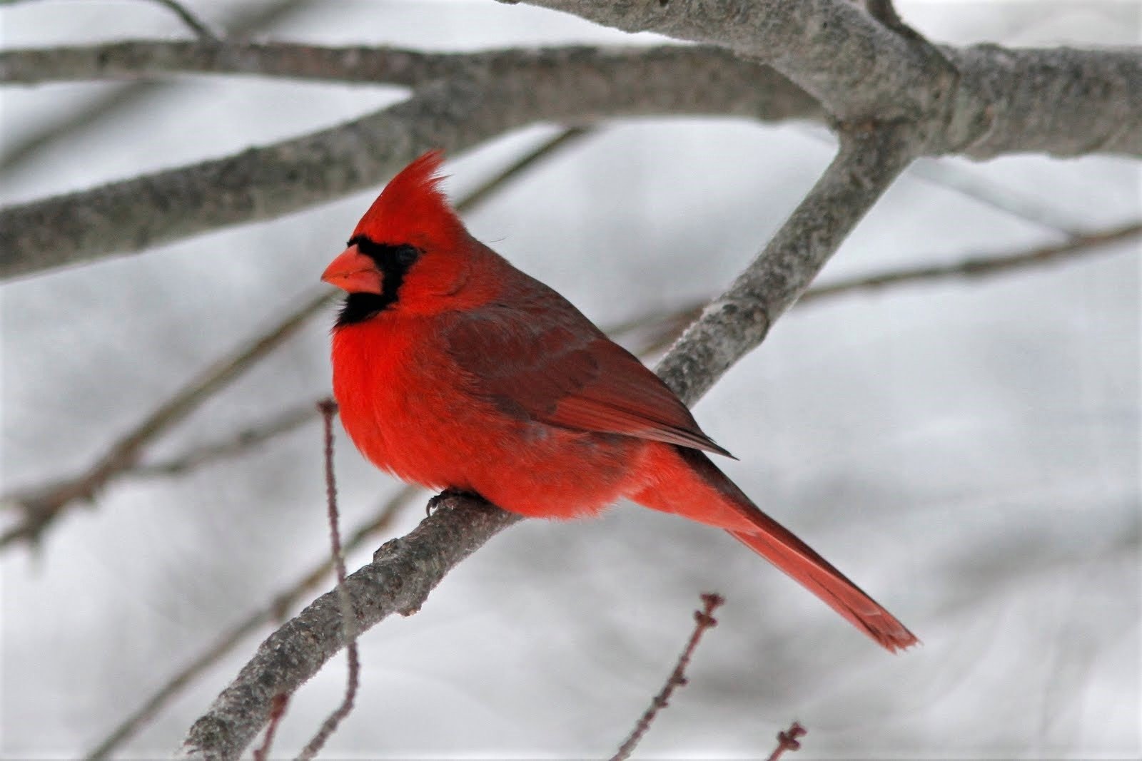 Cardinal In Snow Wallpapers