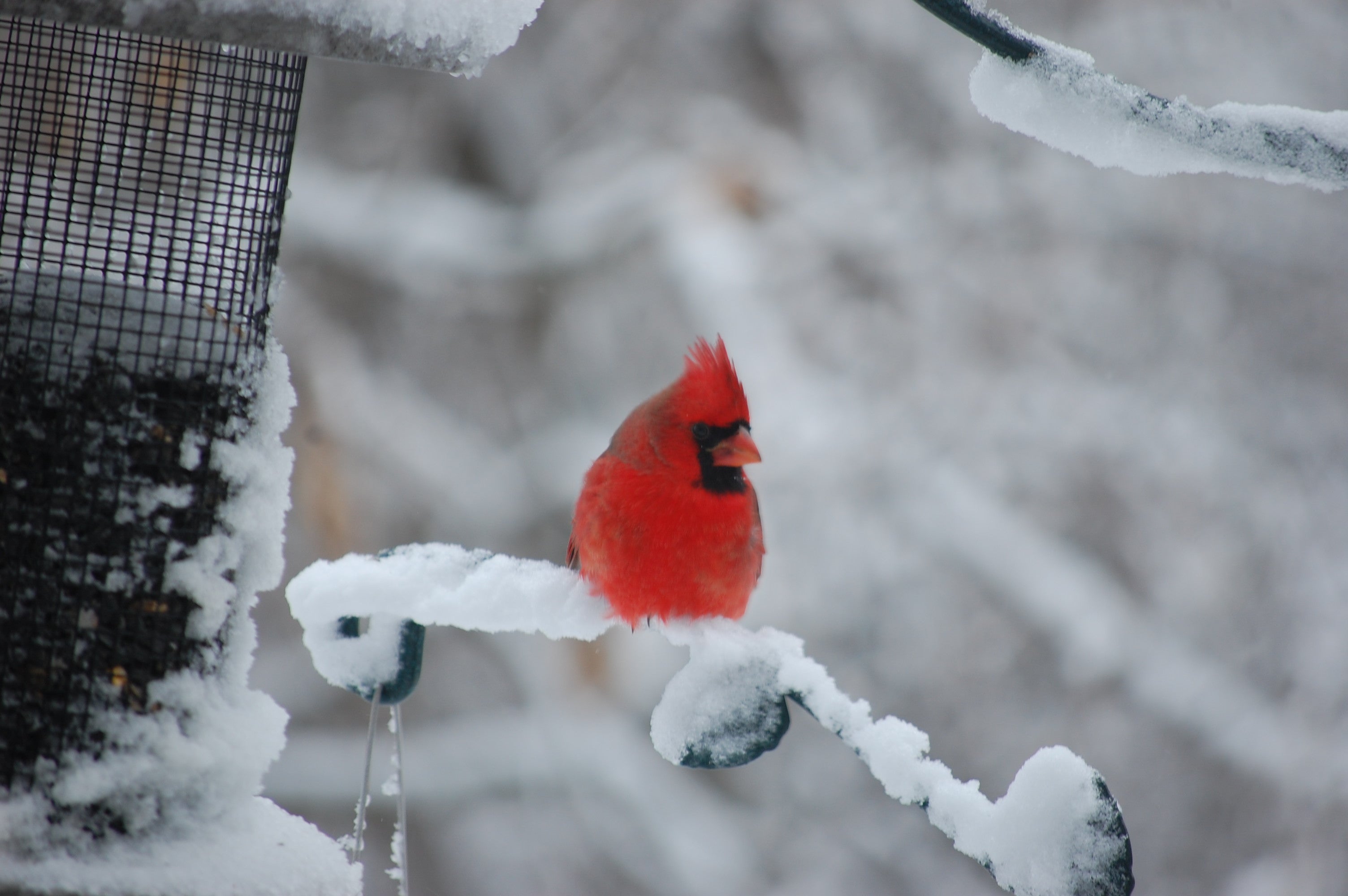 Cardinal In Snow Wallpapers