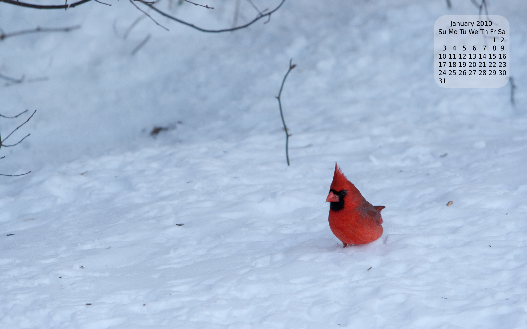 Cardinal In Snow Wallpapers