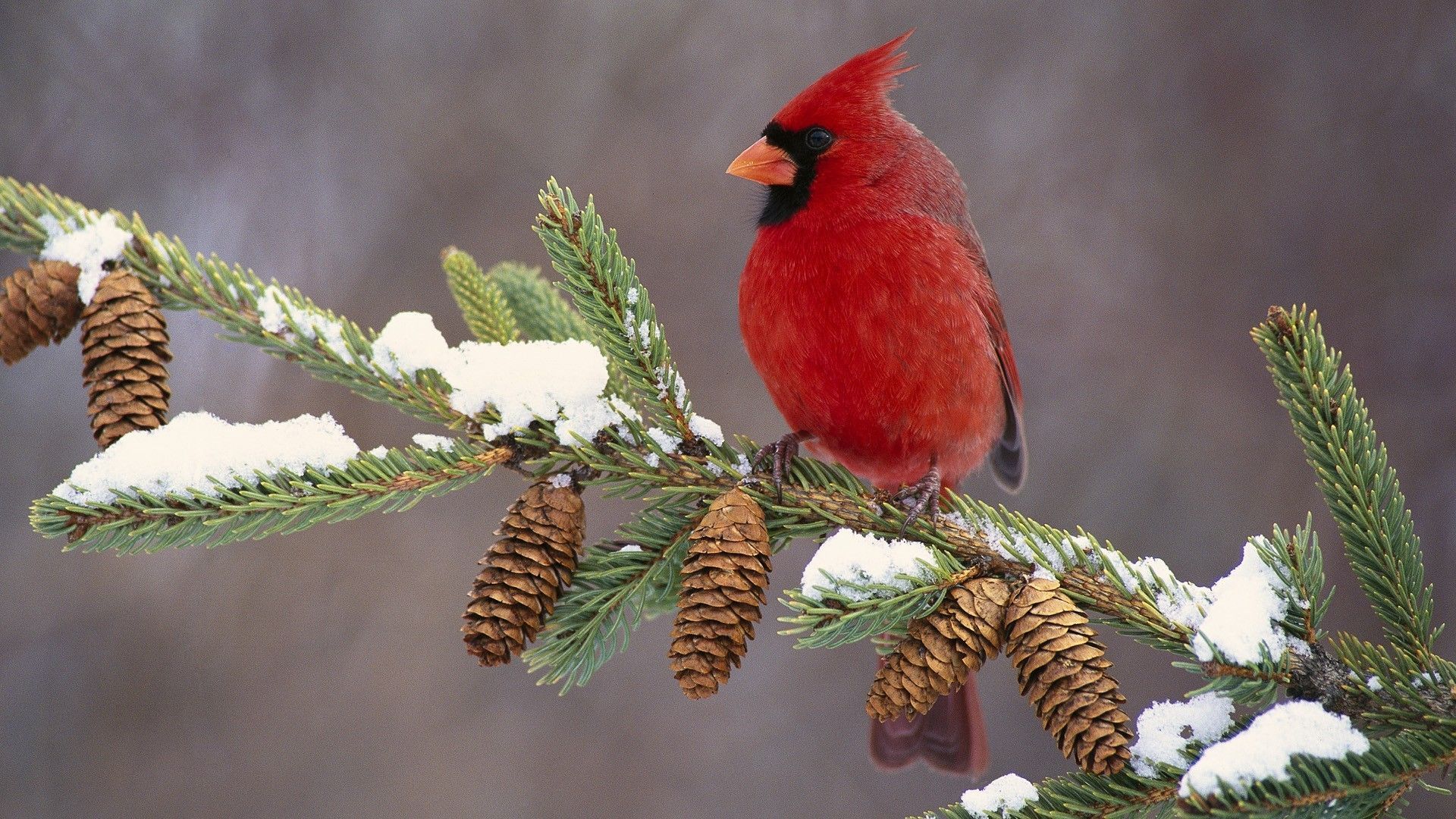 Cardinal Screensavers Wallpapers