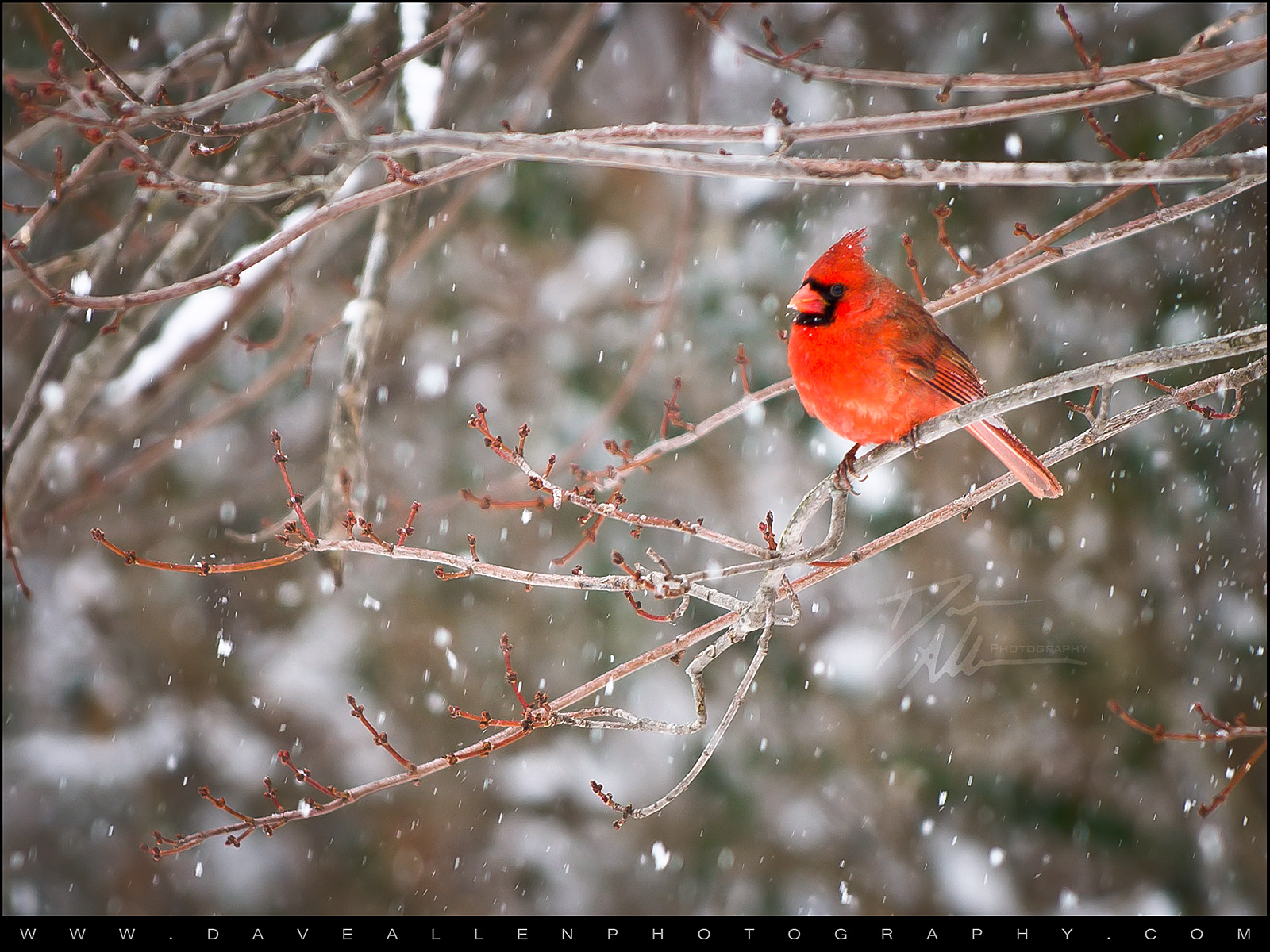 Cardinal Screensavers Wallpapers