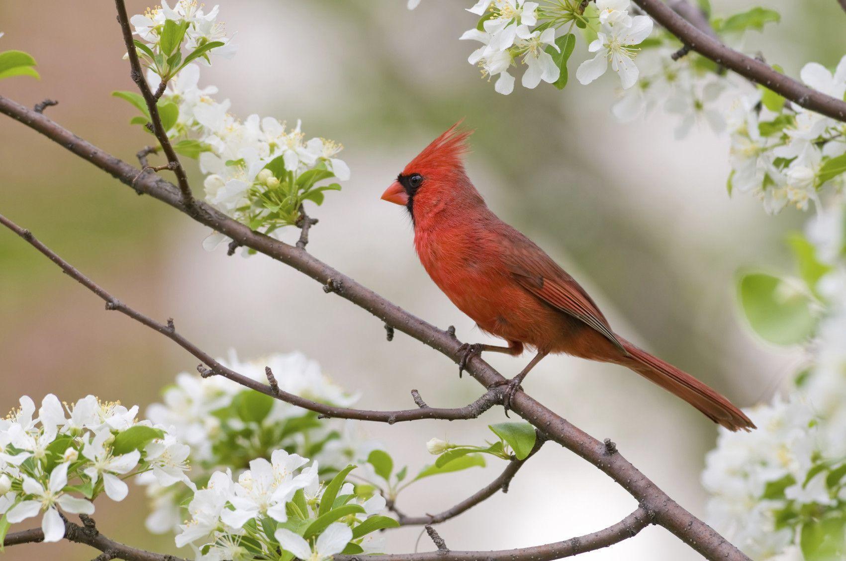 Cardinal Screensavers Wallpapers