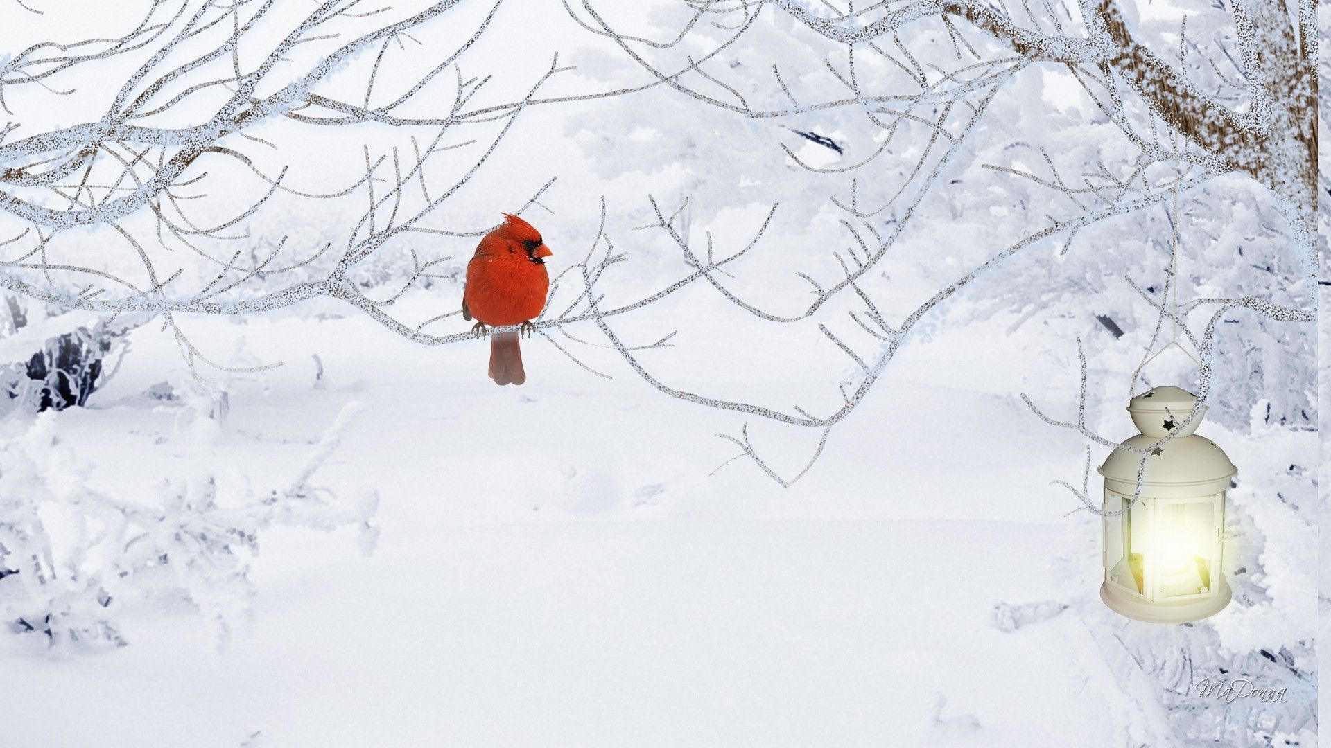 Cardinal Screensavers Wallpapers