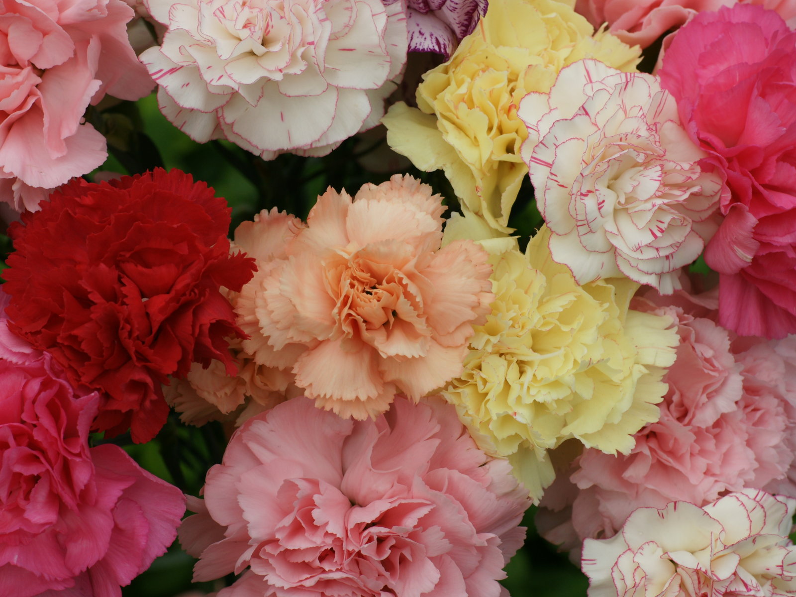 Carnation Flower Wallpapers