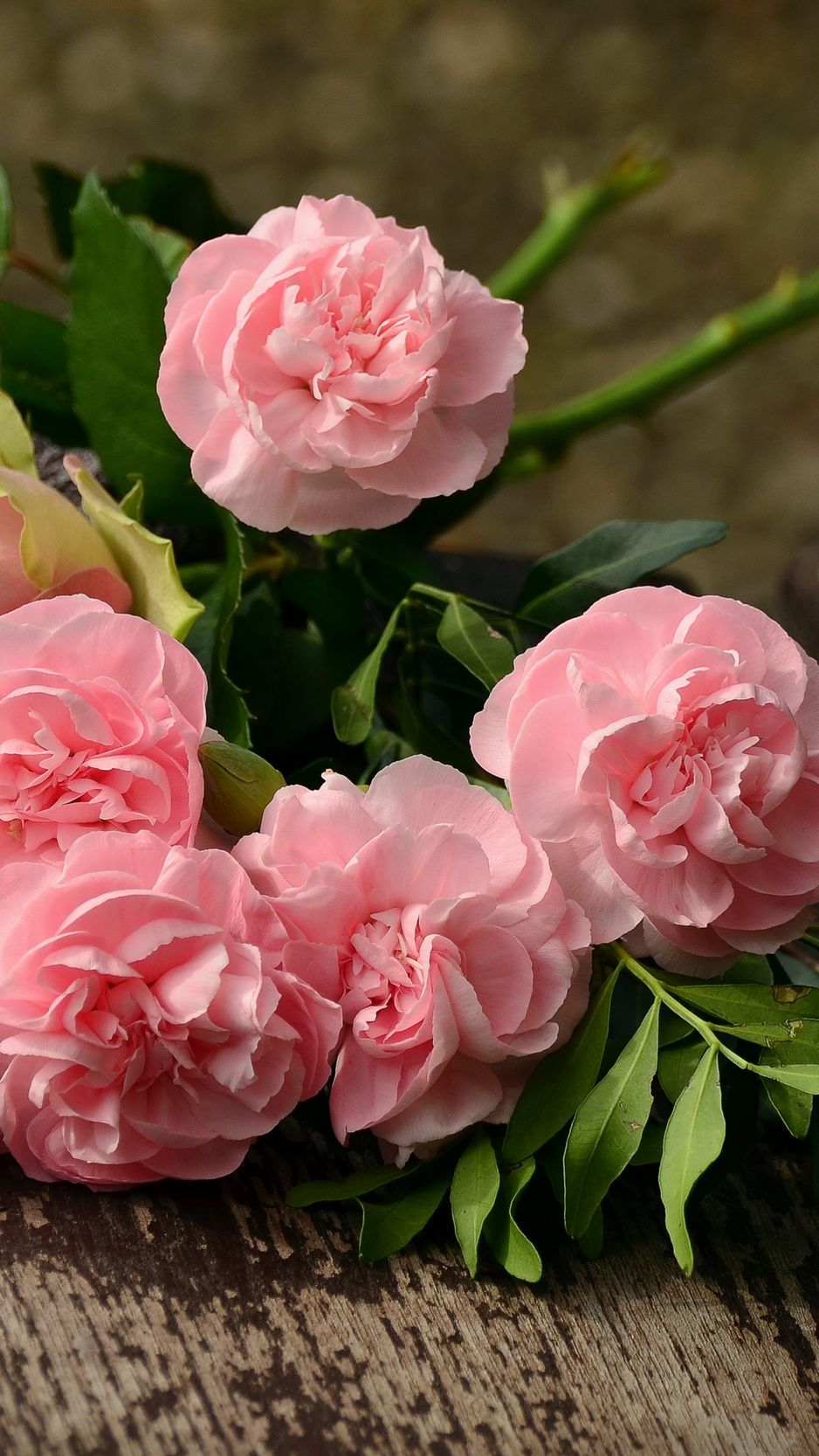 Carnation Flower Wallpapers