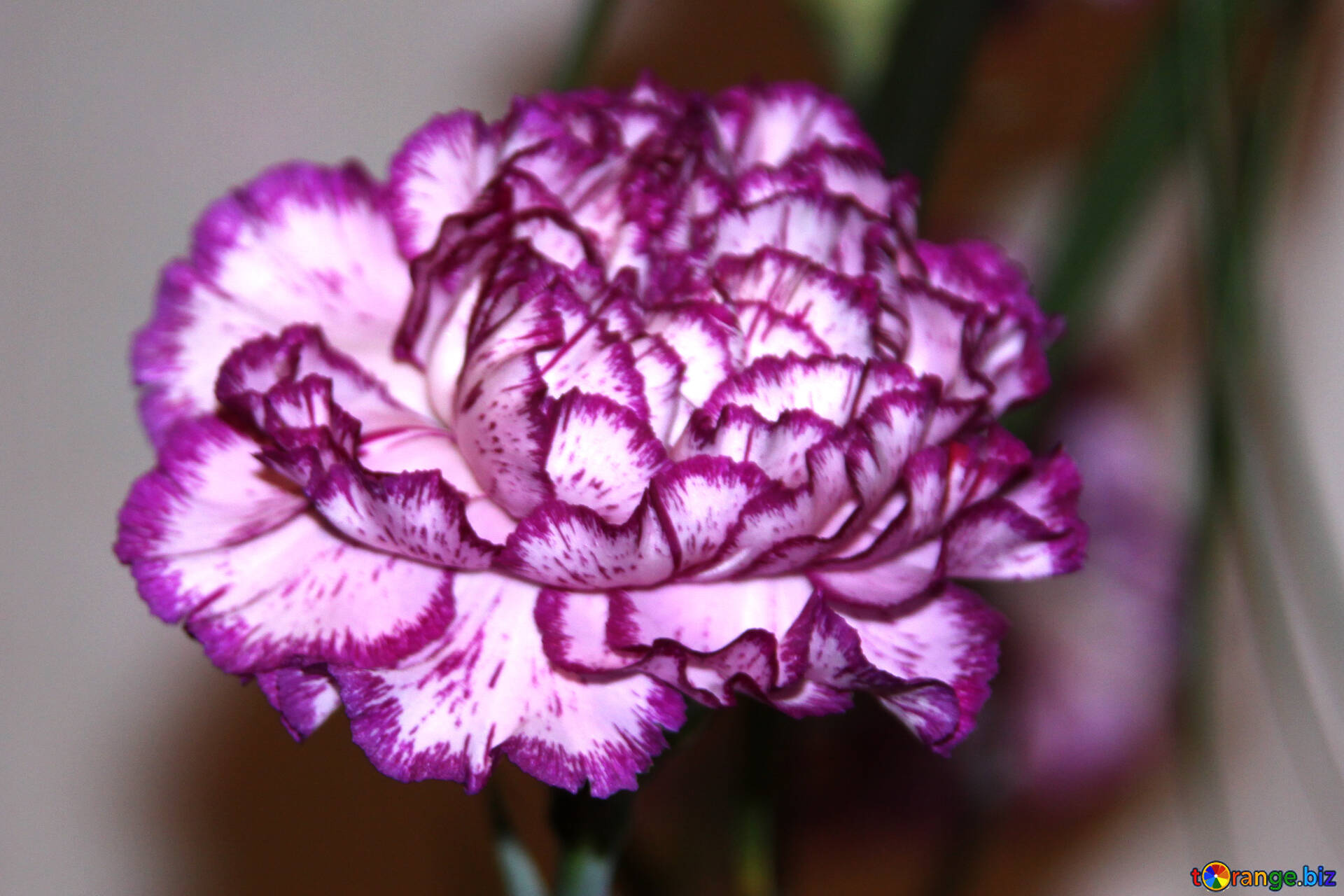 Carnation Flower Wallpapers