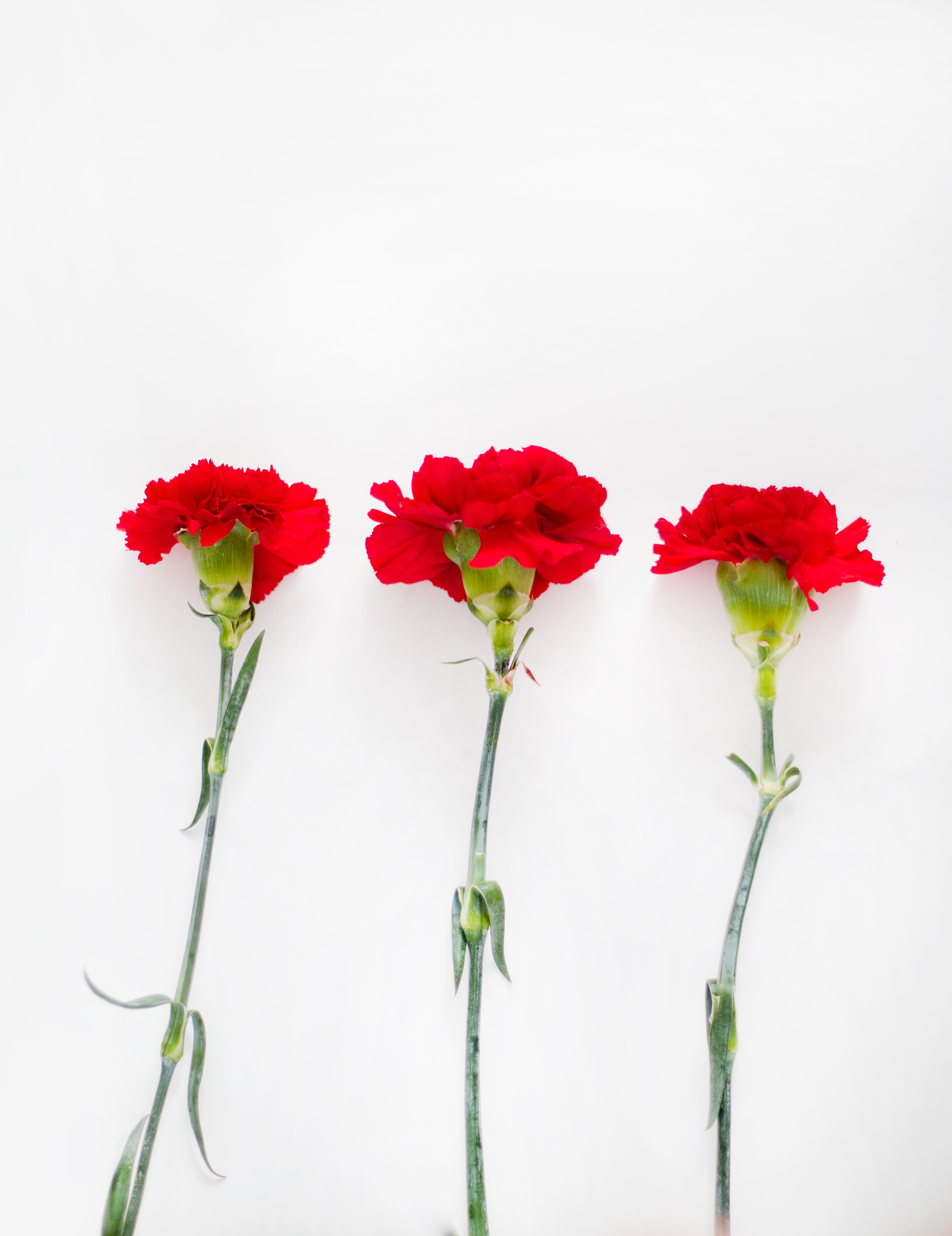 Carnation Flower Wallpapers