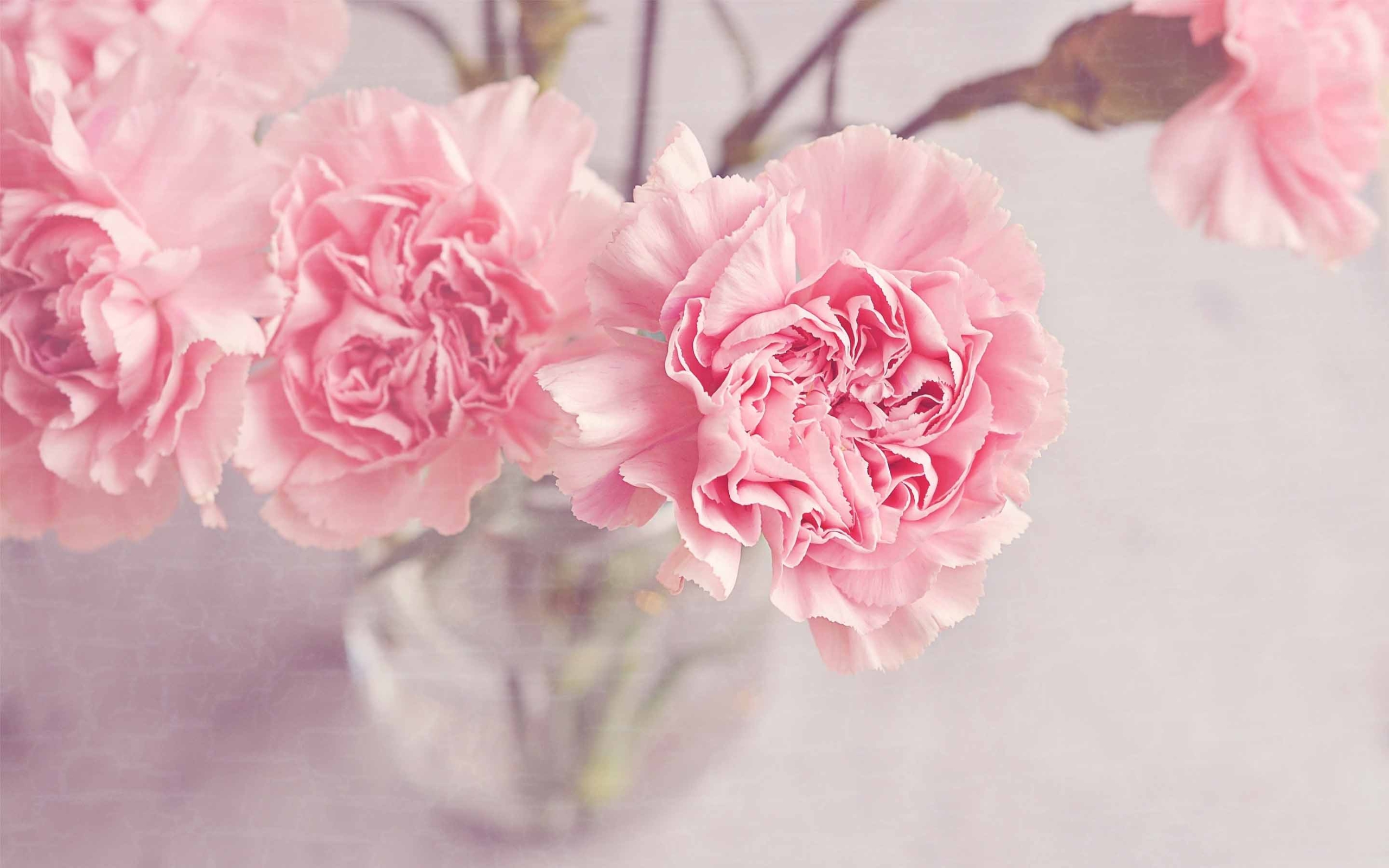 Carnations Wallpapers