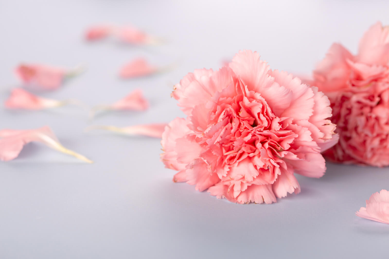 Carnations Wallpapers