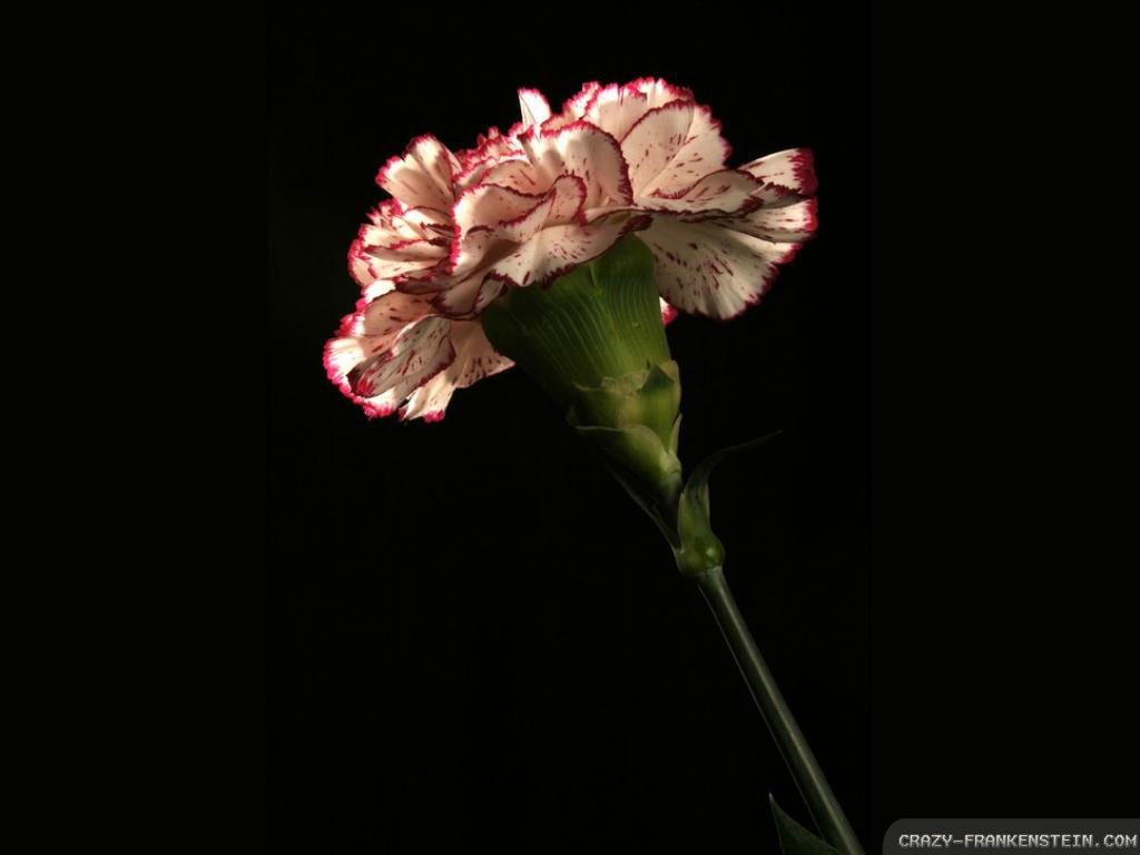 Carnations Wallpapers