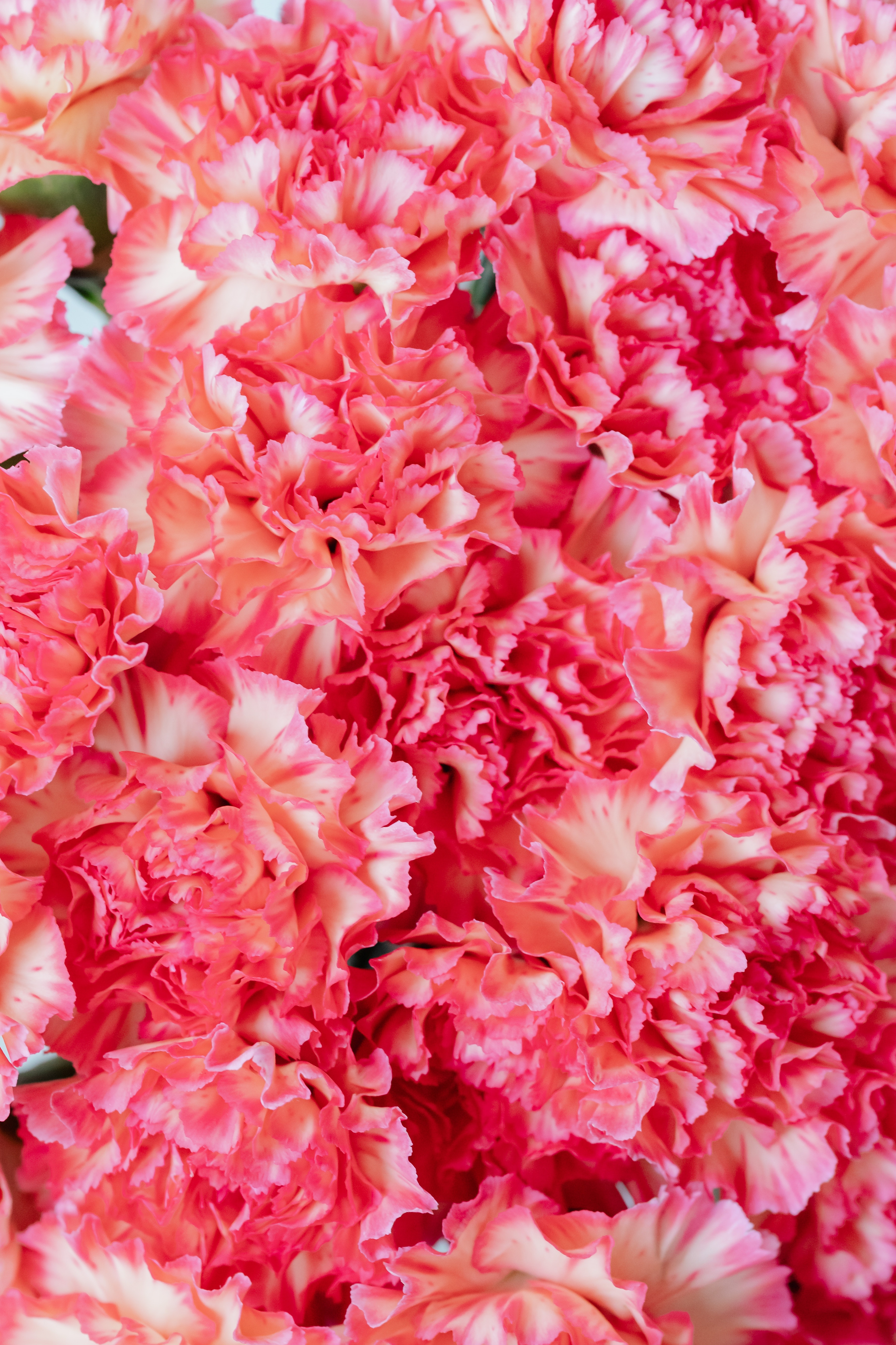 Carnations Wallpapers