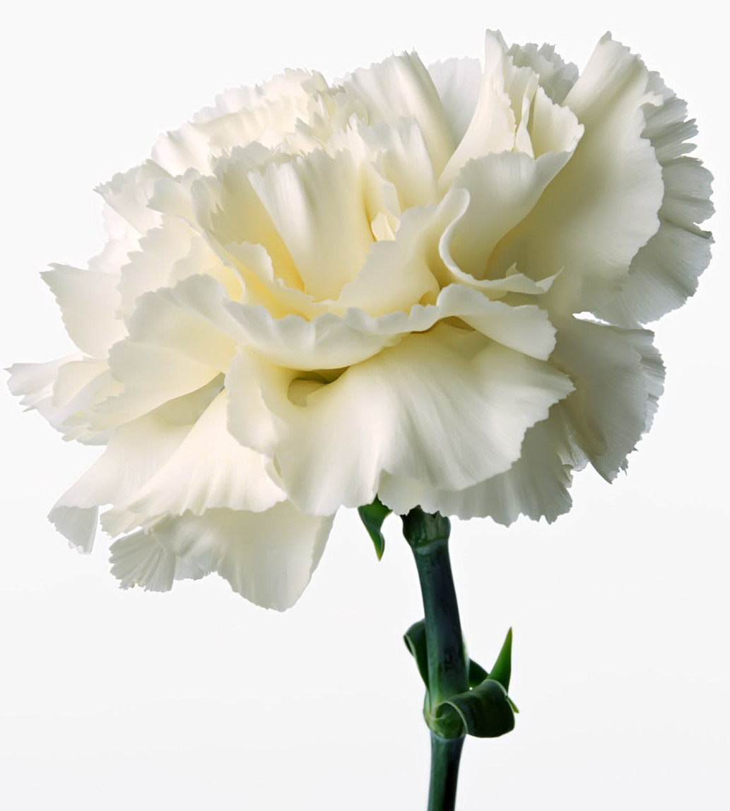 Carnations Wallpapers