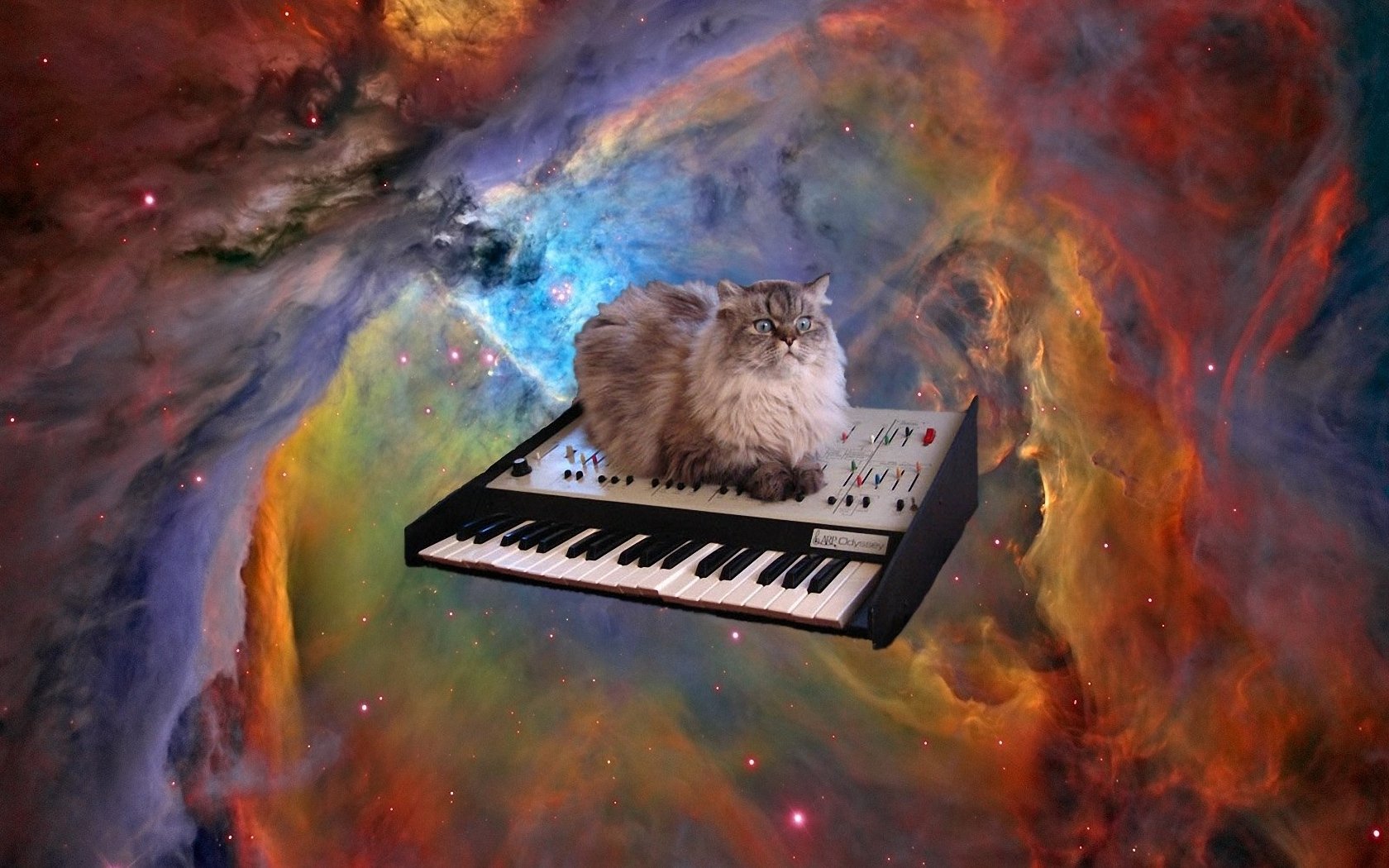 Cat Universe Wallpapers