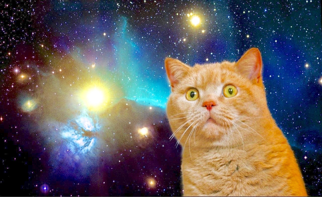 Cat Universe Wallpapers