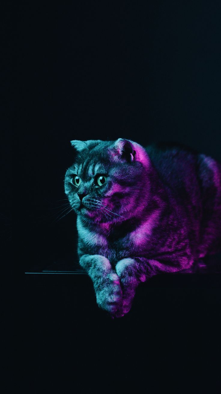 Cat Universe Wallpapers