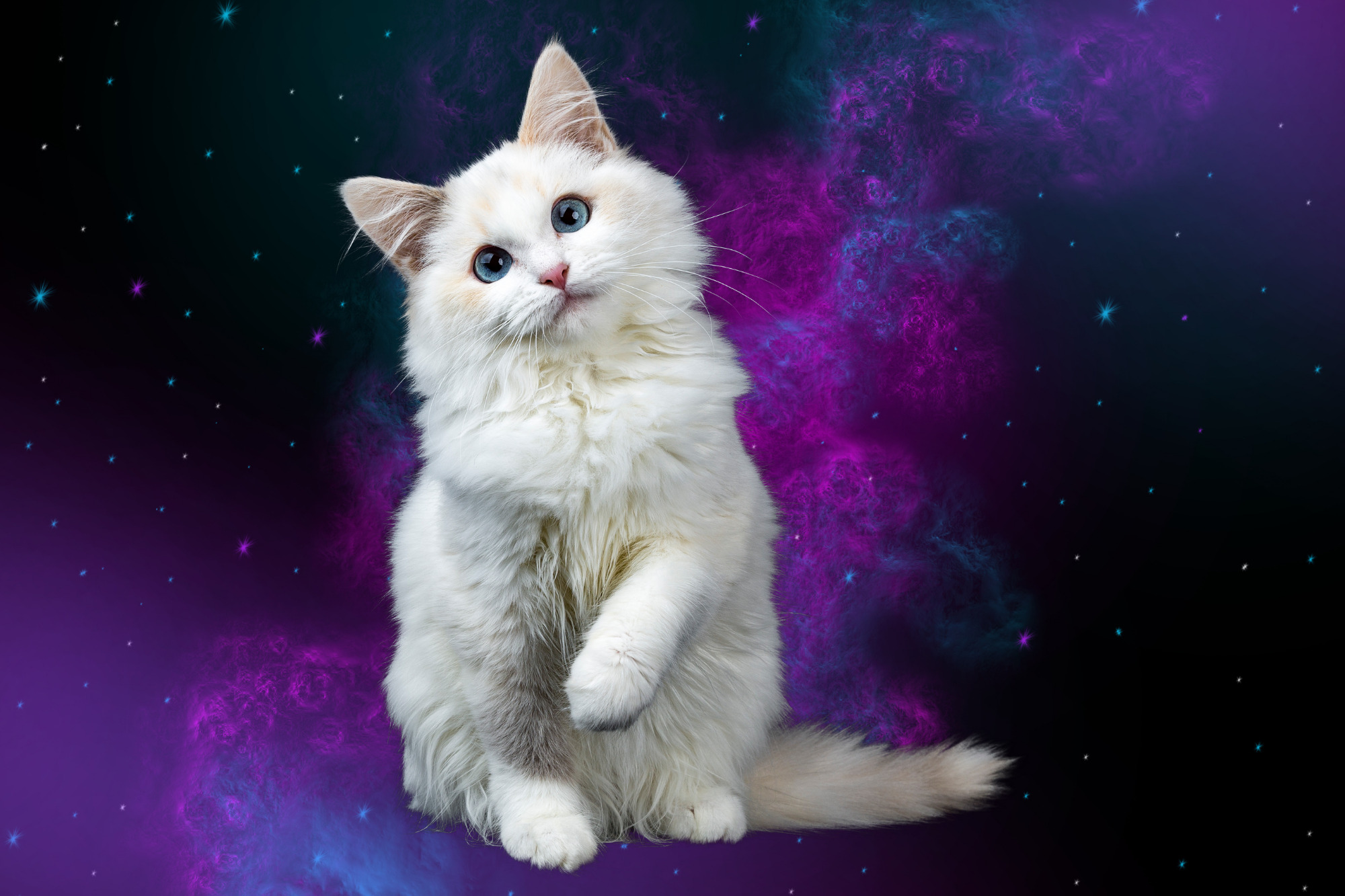 Cat Universe Wallpapers