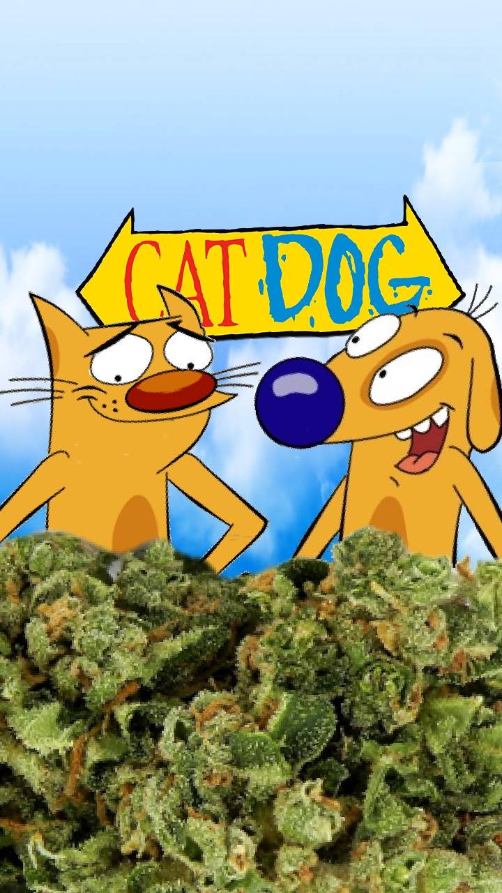 Catdog Clipart Wallpapers