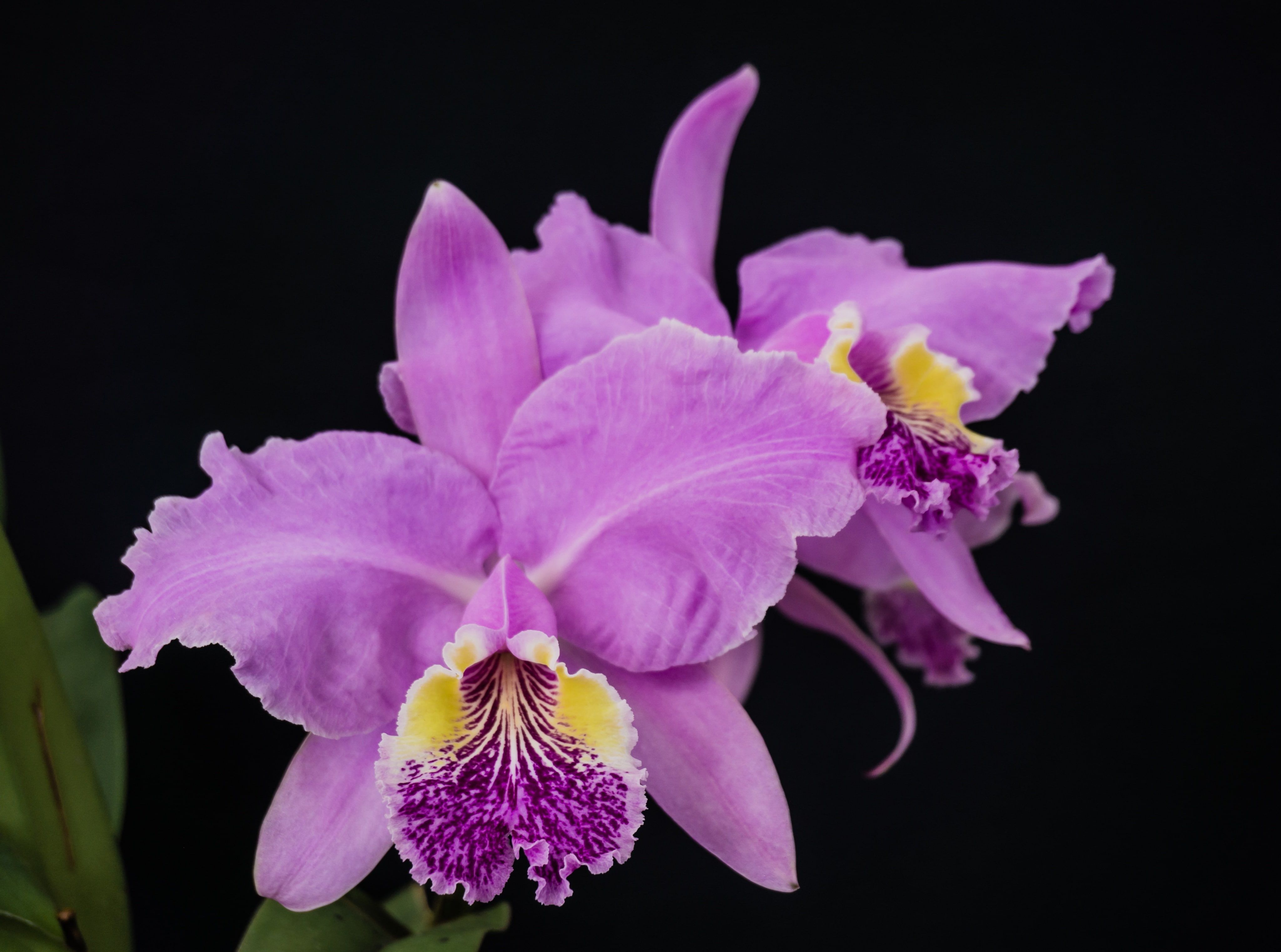 Cattleya Orchids Images Wallpapers