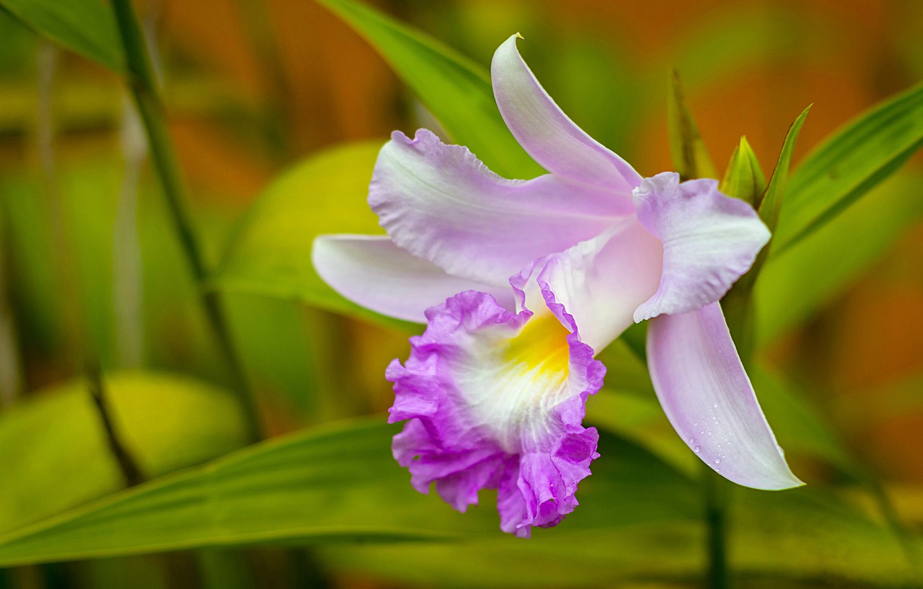 Cattleya Orchids Images Wallpapers